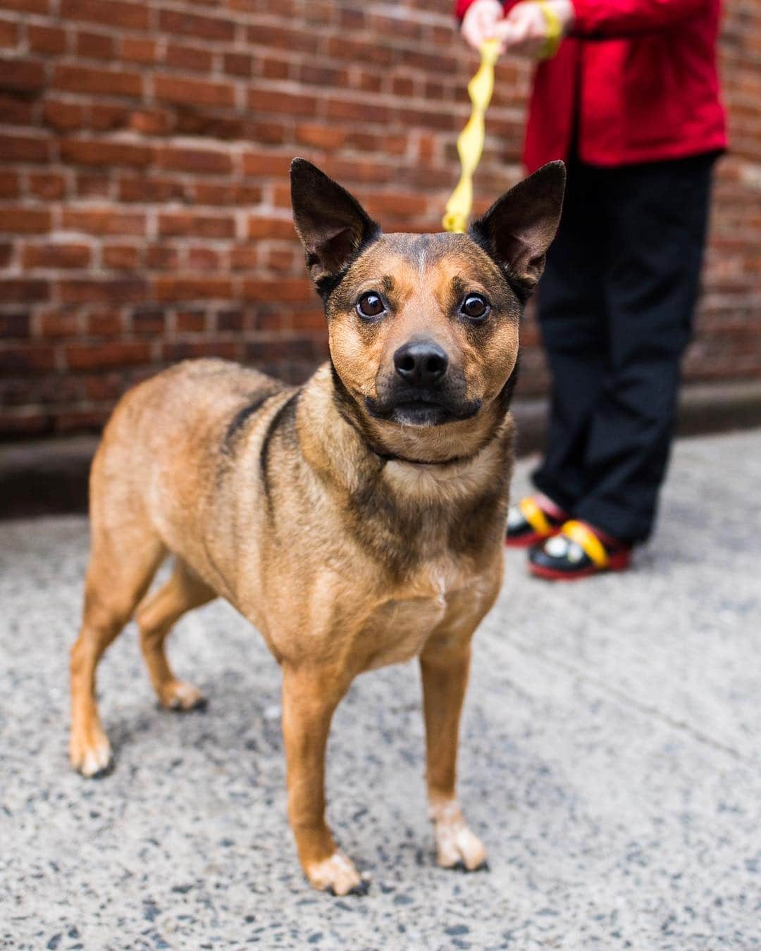 The Dogistさんのインスタグラム写真 - (The DogistInstagram)「Moses, Australian Cattle Dog mix (7 y/o), Prince & Mott St., New York, NY • “He’s a reservation rescue dog. I found him in the middle of a dirt road being chased by a posse of Chihuahuas. I think that’s the source of his dog aggression.”」3月28日 4時54分 - thedogist