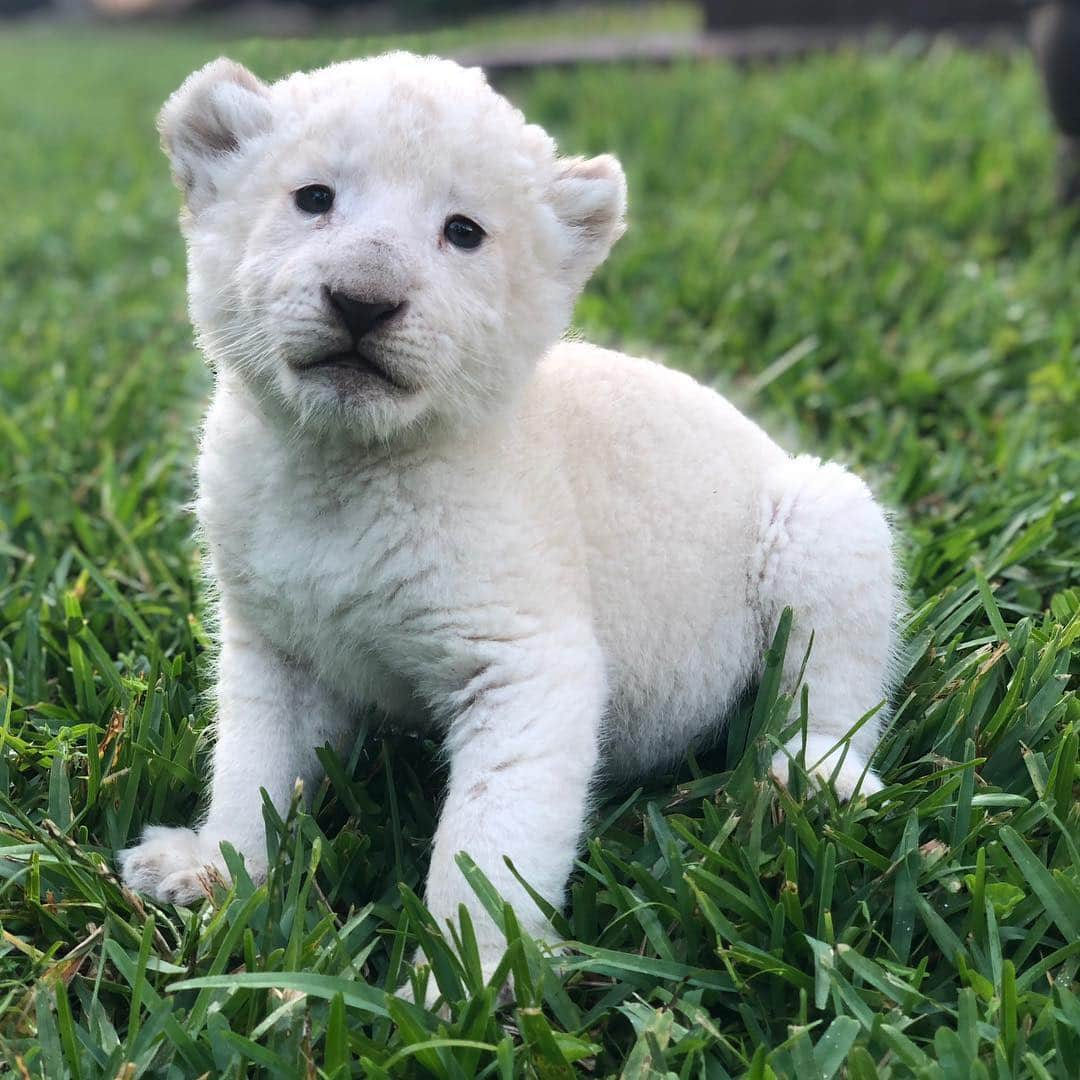 Zoological Wildlife Foundationさんのインスタグラム写真 - (Zoological Wildlife FoundationInstagram)「NAME CONTEST🐾 This very special four week old lioness is yet to be named. We are doing a name contest. The winners get a certificate to do our Zoological Wildlife Presentation and an encounter with the lioness. There can be up to three winners. If more than three people provided the same name, the winners will be the ones that commented first. Tag your friends🐾 Contest will run from today until next Wednesday, April 3rd.The winners will be announced at 2:00 PM on IG live. No DMs please😊 . #lion #lioness #cub #zwfmiami #zwf #endangeredspecies #bigcat」3月28日 6時14分 - zwfmiami