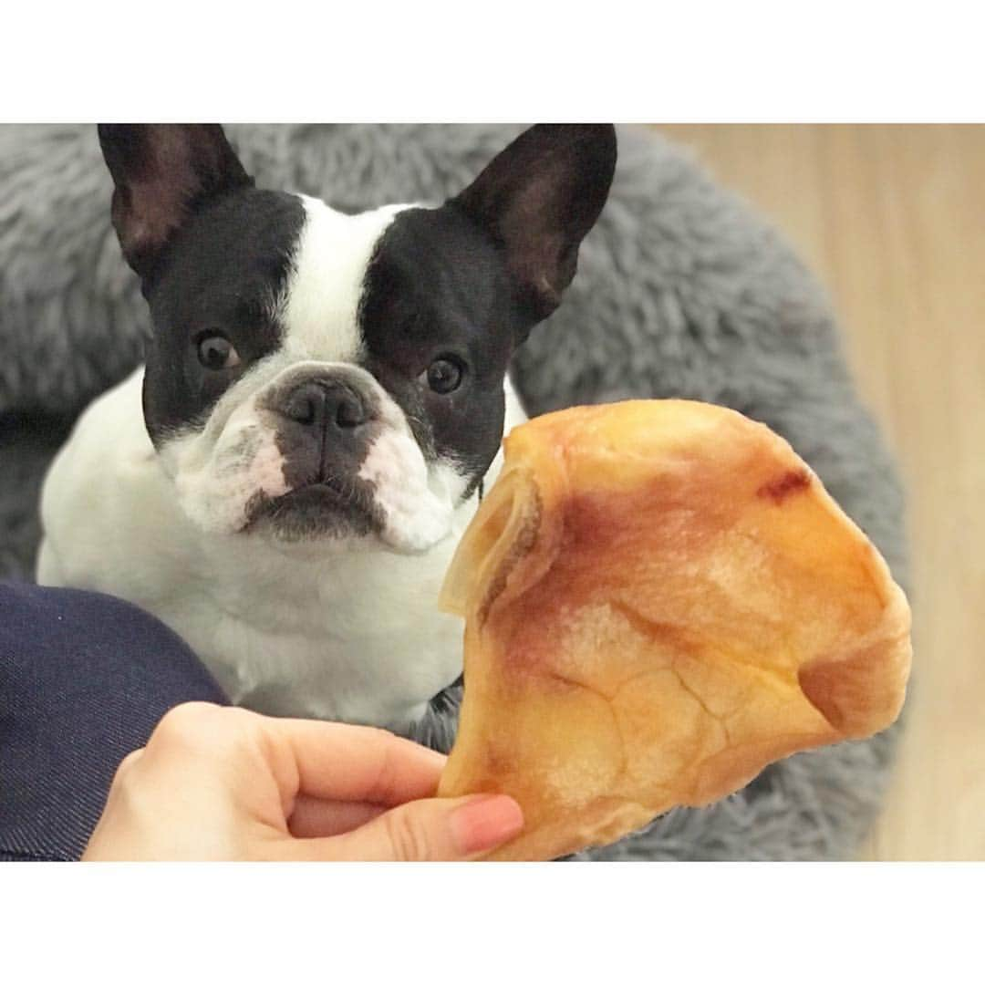 中田奈沙さんのインスタグラム写真 - (中田奈沙Instagram)「Her favorite food🤤 大好物の豚耳を見つめる🐖 * * #frenchbulldog #frenchie #dog #pet #buhi #instadog #dogstagram #cute #family #cutie #sweetie #favoritefood #jerky #snack #フレンチブルドッグ #フレブル #ブヒ #犬 #ペット #愛犬 #家族 #大好物 #ジャーキー #おやつ #豚耳 #犬バカ部 #親バカ #犬バカ #いぬすたぐらむ #好物」3月28日 6時17分 - nasa_nakada