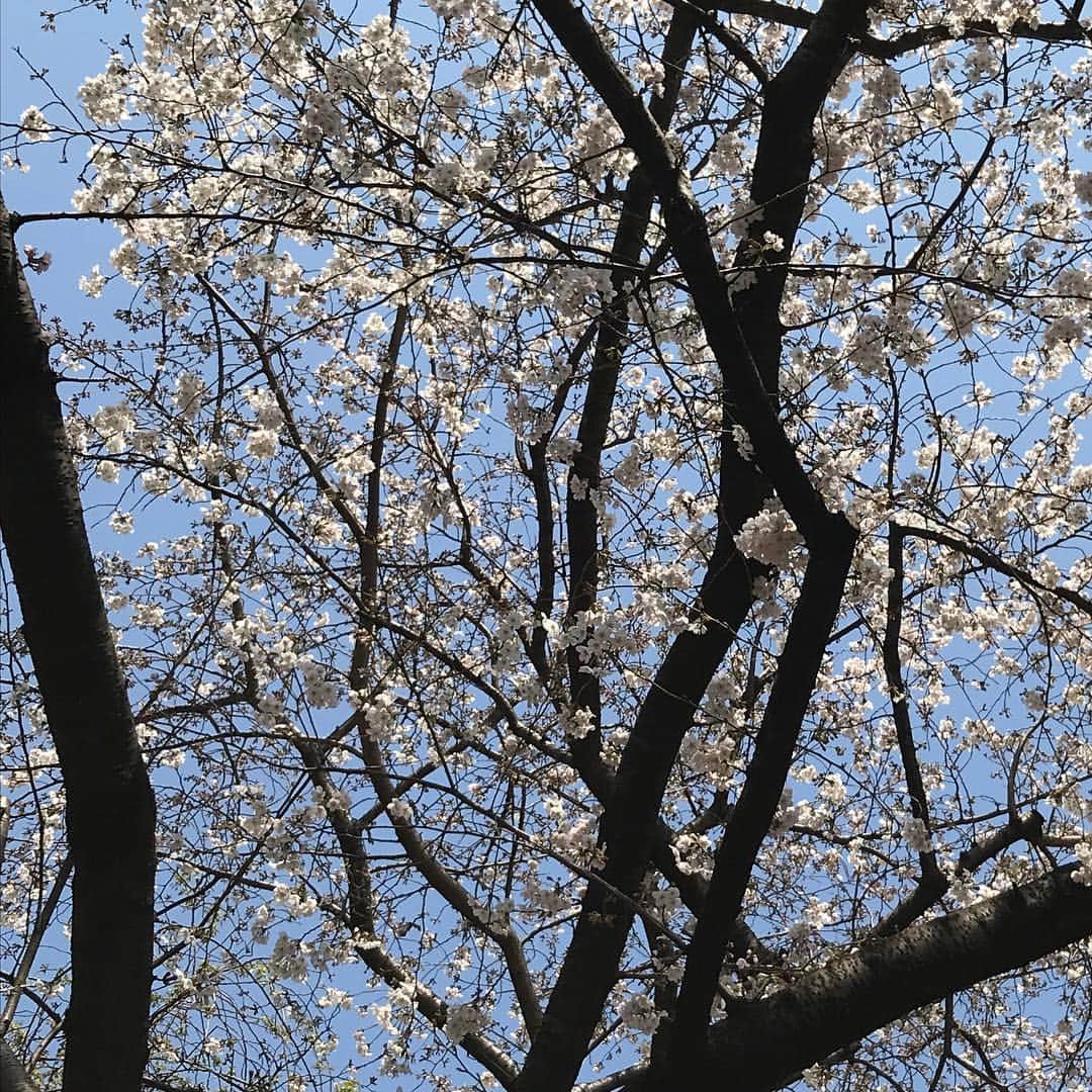 水木一郎さんのインスタグラム写真 - (水木一郎Instagram)「桜が満開Ｚ! #桜🌸満開 #水木一郎」3月28日 6時36分 - ichiromizuki