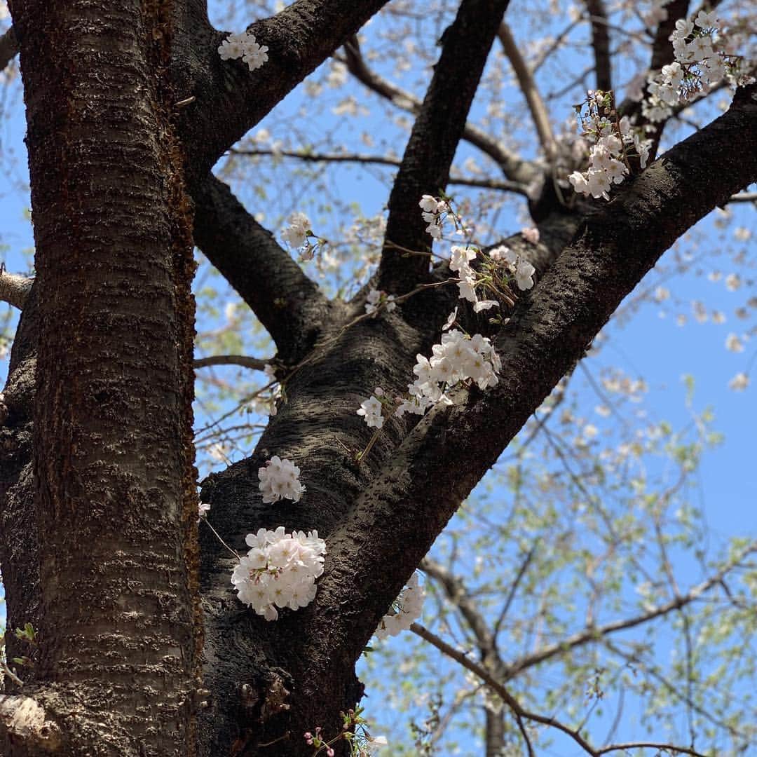 水木一郎さんのインスタグラム写真 - (水木一郎Instagram)「桜が満開Ｚ! #桜🌸満開 #水木一郎」3月28日 6時36分 - ichiromizuki