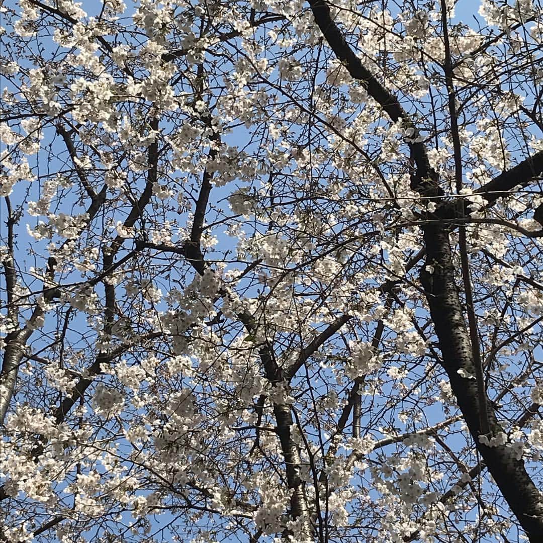 水木一郎さんのインスタグラム写真 - (水木一郎Instagram)「桜が満開Ｚ! #桜🌸満開 #水木一郎」3月28日 6時36分 - ichiromizuki