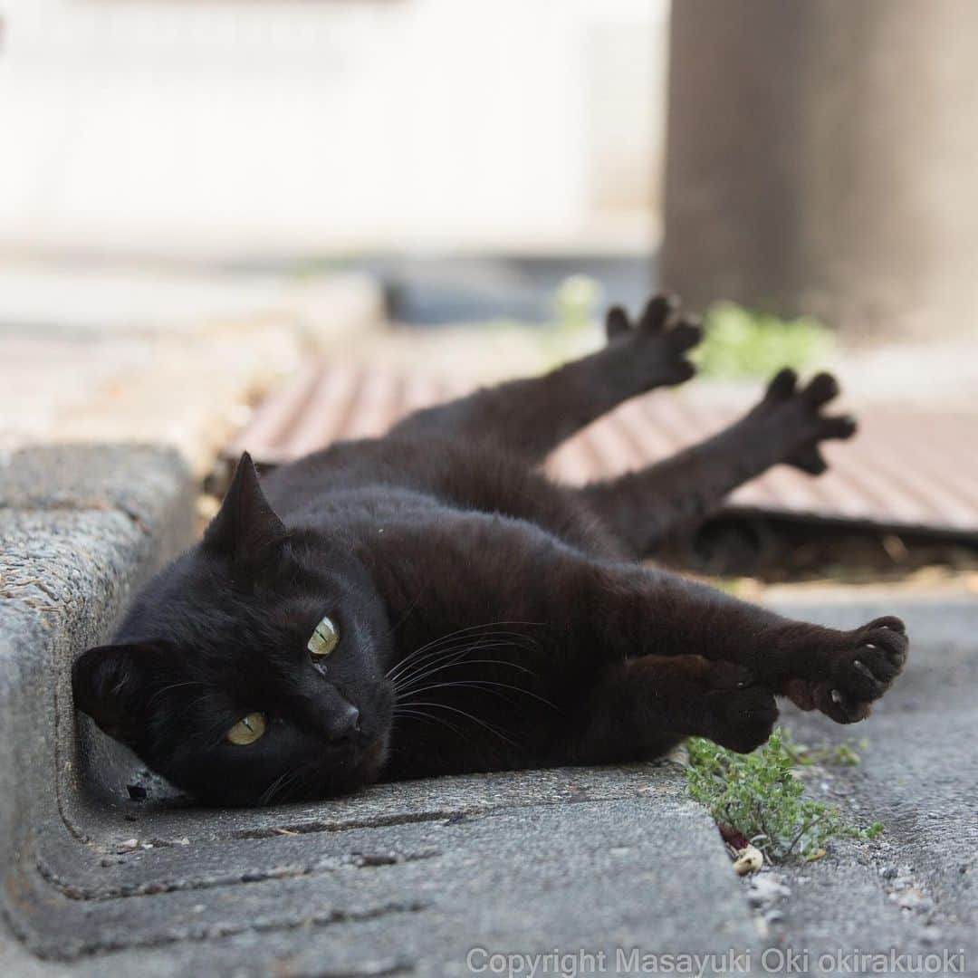 Masayukiさんのインスタグラム写真 - (MasayukiInstagram)「広げる。  おはようございます。 Good morning from Tokyo Japan ⛅️ #cat #ねこ」3月28日 6時37分 - okirakuoki