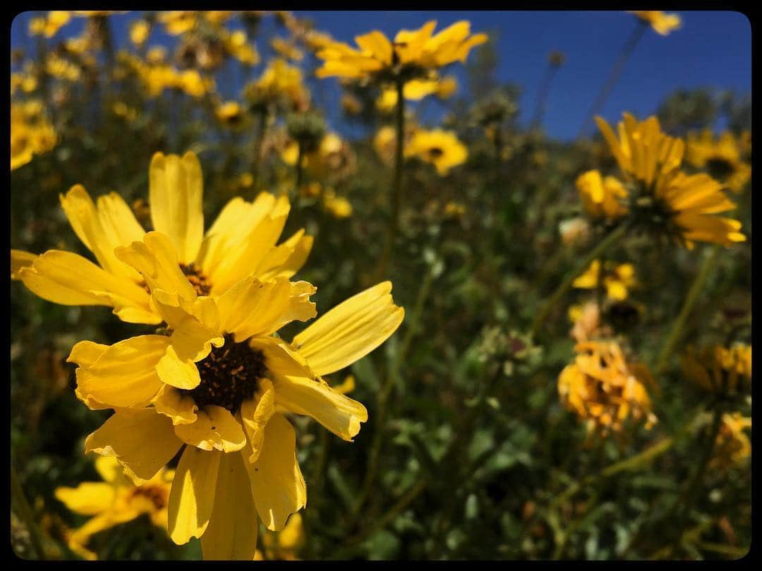 ジェフリー・ライトさんのインスタグラム写真 - (ジェフリー・ライトInstagram)「California bloomin’」3月28日 6時56分 - jfreewright