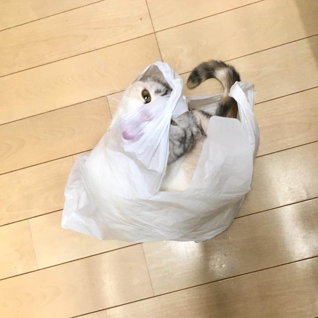 ホタテ＆クラム＆シラスのインスタグラム：「袋があるととりあえず入らないといられない性格 #cat #neko #ScottishFold #猫 #ねこ #スコティッシュフォールド #catstagram #instagram #instagramjapan #ig_japan #igersjp」