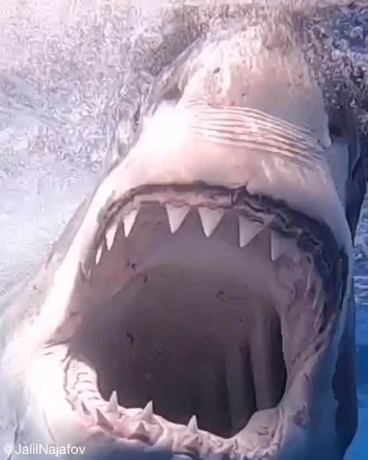 WildLifeのインスタグラム：「Follow @jalilnajafov for more videos of sharks 🦈」