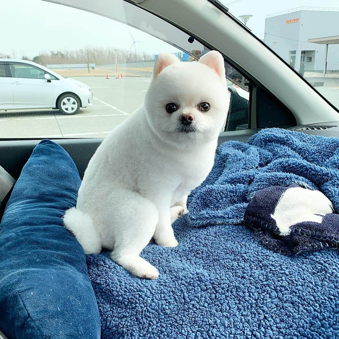 のインスタグラム：「やっほい❣️恒例のあっち向いてポメいくでござるよ〜👈🏻🐶👉🏻✨ みんな🅿️ボタンで挑戦してみてね〜📲🐶💕正解はスライドで確認やっほいでござるよ〜📲⭕️❌🐶✨ やっほいいくよ〜❣️あっち向いてぇ〜❣️ポメッ🐶❣️ #あっち向いてポメ #🅿️ボタンで挑戦してね #正解はスライドにて #ポメリズム #ポメラニアン #白ポメ #pomeranian」