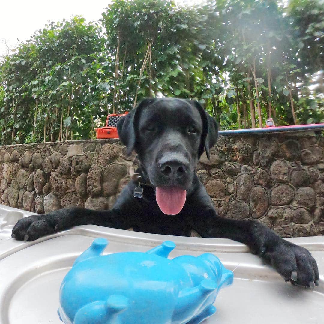 ジェイミー・オブライエンさんのインスタグラム写真 - (ジェイミー・オブライエンInstagram)「My idea of absolute happiness! Say hello to my dog Reef 🐶 #GOPRO @gopro」3月28日 7時14分 - whoisjob
