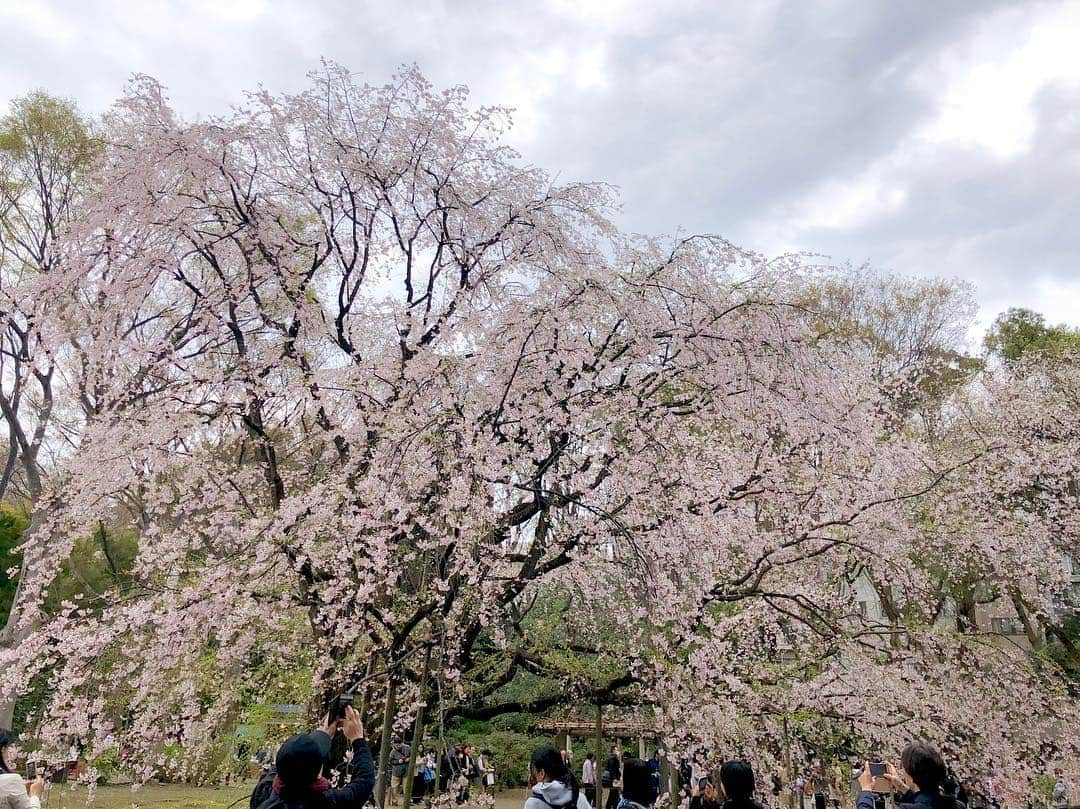 江川清音さんのインスタグラム写真 - (江川清音Instagram)「﻿ ‪🌸六義園🌸‬﻿ 数年ぶりに六義園に来ました！﻿ 大きなしだれ桜は圧巻です✨﻿ お団子など軽食も食べることができるので良いですね🍡﻿ ﻿ ‬個人的には花曇りでも大丈夫なライトアップしている夜がオススメです😊💡﻿ ﻿ ‪#勝手にさくプロ大使 #六義園 #桜 ‬#しだれ桜 #シダレザクラ #春 #お花見」3月28日 16時44分 - egawasayane