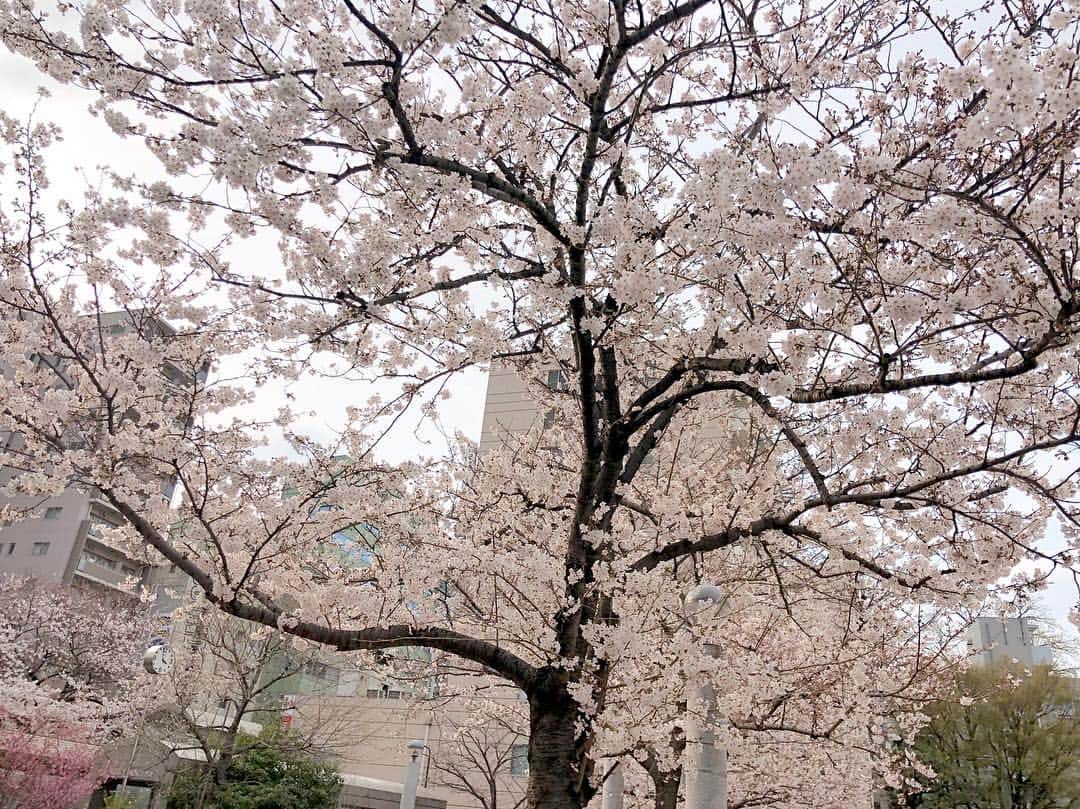 江川清音さんのインスタグラム写真 - (江川清音Instagram)「﻿ 🌸染井吉野桜記念公園🌸﻿ ﻿ こちらはソメイヨシノ発祥の地だそうで、様々なお店にソメイヨシノの名が使われています✨﻿ ﻿ 満開を迎えていました☺️💕﻿ ﻿ #桜⁠ ⁠ #勝手にさくプロ大使 #染井吉野桜記念公園 #ソメイヨシノ #染井吉野」3月28日 16時59分 - egawasayane