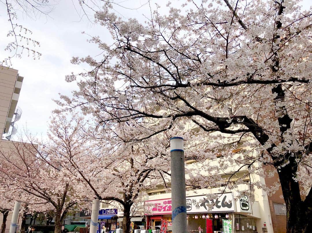 江川清音さんのインスタグラム写真 - (江川清音Instagram)「﻿ 🌸染井吉野桜記念公園🌸﻿ ﻿ こちらはソメイヨシノ発祥の地だそうで、様々なお店にソメイヨシノの名が使われています✨﻿ ﻿ 満開を迎えていました☺️💕﻿ ﻿ #桜⁠ ⁠ #勝手にさくプロ大使 #染井吉野桜記念公園 #ソメイヨシノ #染井吉野」3月28日 16時59分 - egawasayane