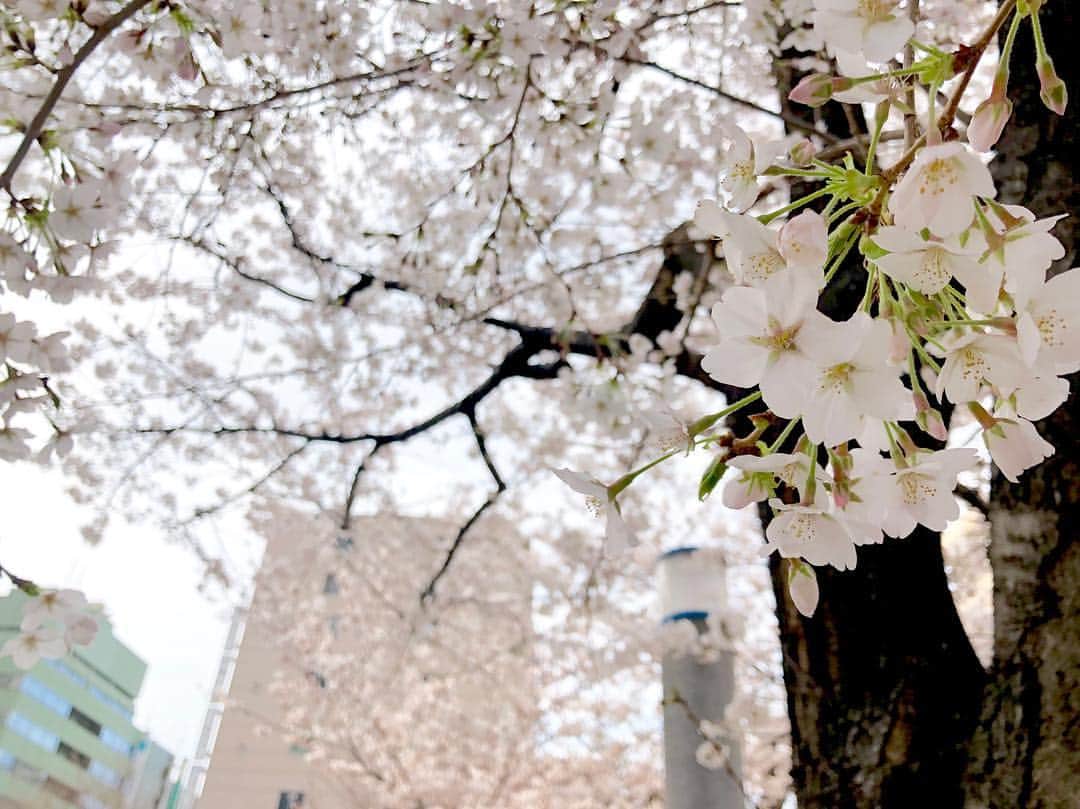 江川清音さんのインスタグラム写真 - (江川清音Instagram)「﻿ 🌸染井吉野桜記念公園🌸﻿ ﻿ こちらはソメイヨシノ発祥の地だそうで、様々なお店にソメイヨシノの名が使われています✨﻿ ﻿ 満開を迎えていました☺️💕﻿ ﻿ #桜⁠ ⁠ #勝手にさくプロ大使 #染井吉野桜記念公園 #ソメイヨシノ #染井吉野」3月28日 16時59分 - egawasayane