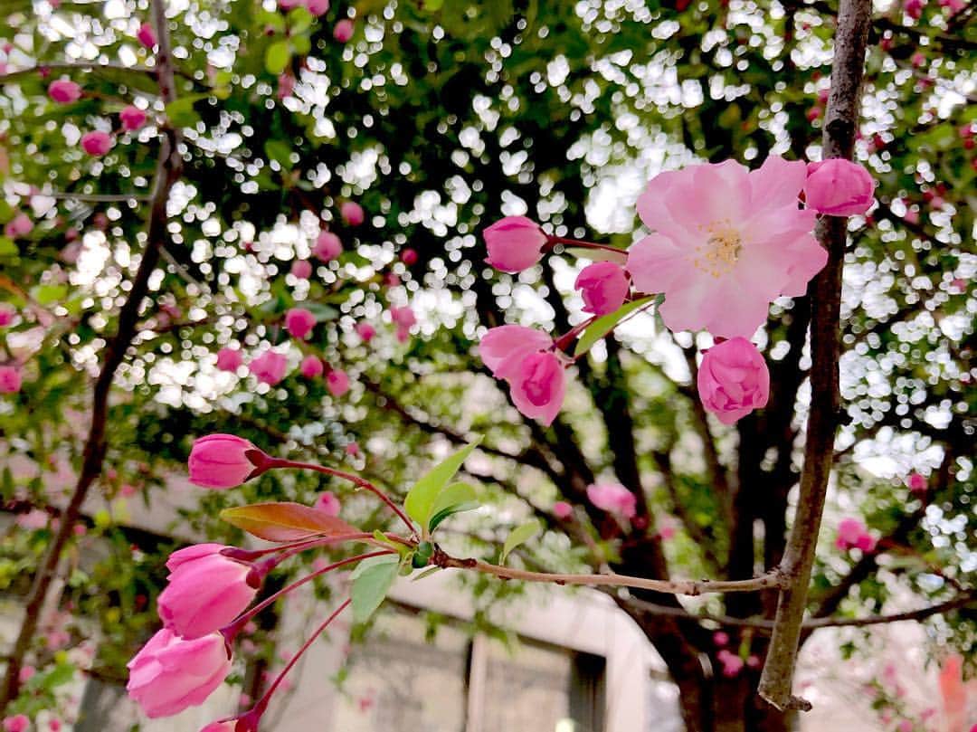 江川清音さんのインスタグラム写真 - (江川清音Instagram)「﻿ 🌸染井吉野桜記念公園🌸﻿ ﻿ こちらはソメイヨシノ発祥の地だそうで、様々なお店にソメイヨシノの名が使われています✨﻿ ﻿ 満開を迎えていました☺️💕﻿ ﻿ #桜⁠ ⁠ #勝手にさくプロ大使 #染井吉野桜記念公園 #ソメイヨシノ #染井吉野」3月28日 16時59分 - egawasayane