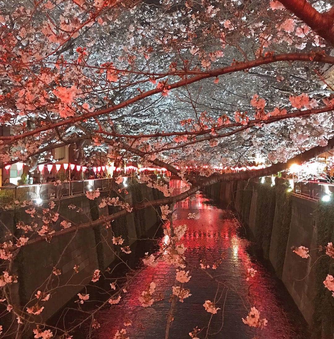 マキ・コニクソンさんのインスタグラム写真 - (マキ・コニクソンInstagram)「東京の桜が満開？！🌸 私の幼馴染から目黒川の桜のおすそ分けです。せっかく4月の頭にナエコちゃんとお花見しに日本に行こうと思っていたのに……。😢 着く頃には葉桜になっちゃうかも。😭 マジか！😭残ってておくれ！ 開花時期は毎年私の中での賭けなの。 今年は想定外に開花が早かった… #桜のおすそ分け🌸 #まどか桜情報有難う！🙏🏻」3月28日 16時59分 - makikonikson