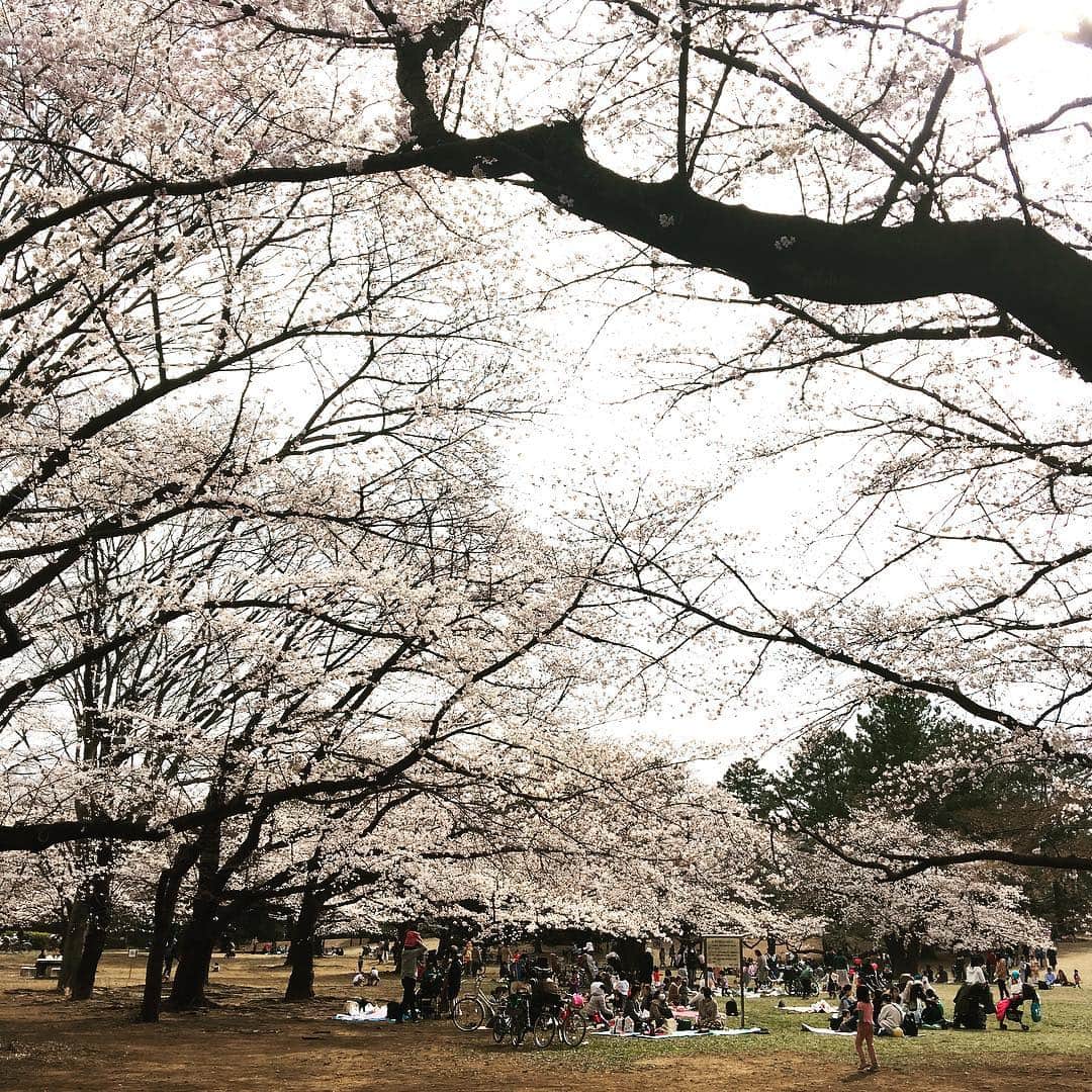 金巻ともこさんのインスタグラム写真 - (金巻ともこInstagram)「桜の咲いた公園で仕事とか天才ではってやってみたんだけど思ったより寒くて15分くらいでカフェに避難したのであった！！ #花見  #おでかけ金巻」3月28日 17時02分 - tomotomoco