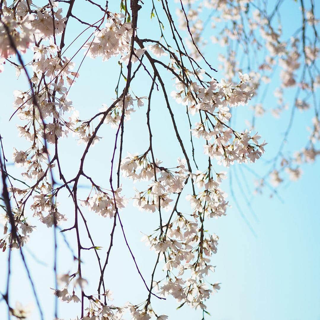 ワンズテラスさんのインスタグラム写真 - (ワンズテラスInstagram)「都内ではメイヨシノよりもひと足早く、しだれ桜が満開を迎えました。  樹のしたで上を見上げると、こぼれ落ちるような小さな桜と変わっていく空色が。  春を感じるのんびりとした時間を過ごすことができました。  まだ急に冷え込むこともありますのでお花見には防寒対策を忘れずに。  #春 #桜 #儚い #枝垂桜 #しだれ桜 #お花見 #ライトアップ #空色 #そら #さくら🌸 #季節の花 #季節の風物詩 #春の風物詩 #花冷え #onesterrace #ワンズテラス」3月28日 17時04分 - onesterrace