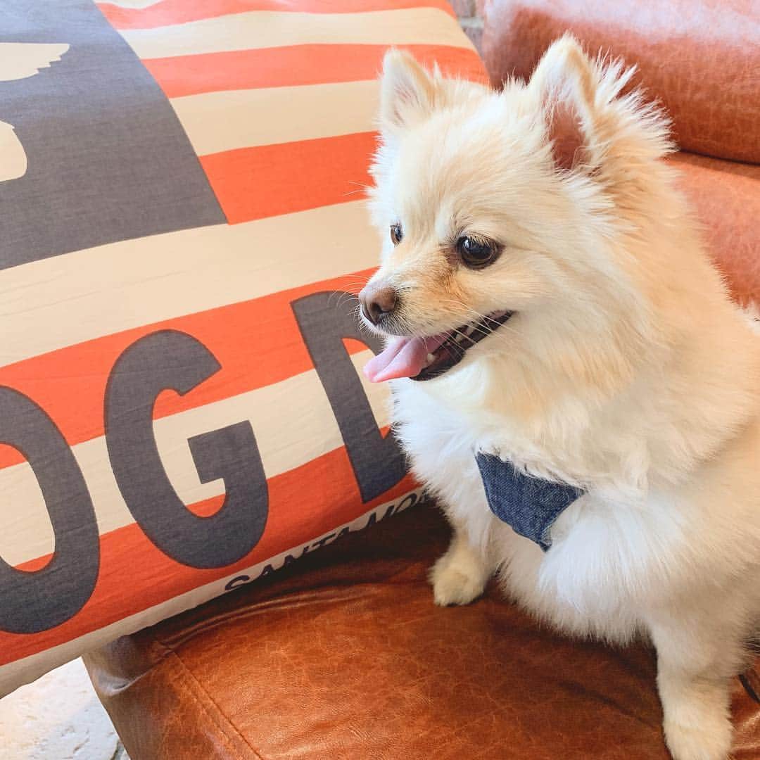 神谷美伽のインスタグラム：「今日はライス🐶の5歳の誕生日でした✨久しぶりにドッグカフェに行って、プレゼントで新しい洋服買いました🎁ダイエット中だけど特別にご馳走✨  #バースデー #dog #5歳誕生日 #ポメラニアン #ポメラニアン大好き #長生きしてね」