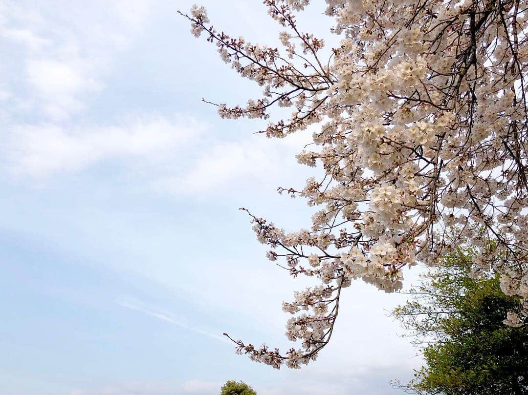 江川清音さんのインスタグラム写真 - (江川清音Instagram)「﻿ 🌸染井霊園🌸﻿ ﻿ 約100本の桜の木があります。ちょうど満開でした✨✨﻿ ﻿ 飛行機雲も見えていました✈️﻿ 高い建物が少ないので、空が広く見えます☀﻿ ﻿ #勝手にさくプロ大使 #桜⁠ ⁠ #染井霊園 #染井吉野 #ソメイヨシノ」3月28日 17時09分 - egawasayane