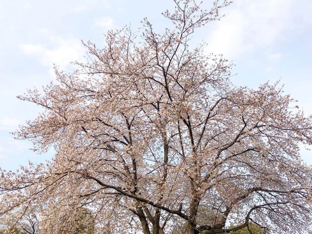 江川清音さんのインスタグラム写真 - (江川清音Instagram)「﻿ 🌸染井霊園🌸﻿ ﻿ 約100本の桜の木があります。ちょうど満開でした✨✨﻿ ﻿ 飛行機雲も見えていました✈️﻿ 高い建物が少ないので、空が広く見えます☀﻿ ﻿ #勝手にさくプロ大使 #桜⁠ ⁠ #染井霊園 #染井吉野 #ソメイヨシノ」3月28日 17時09分 - egawasayane