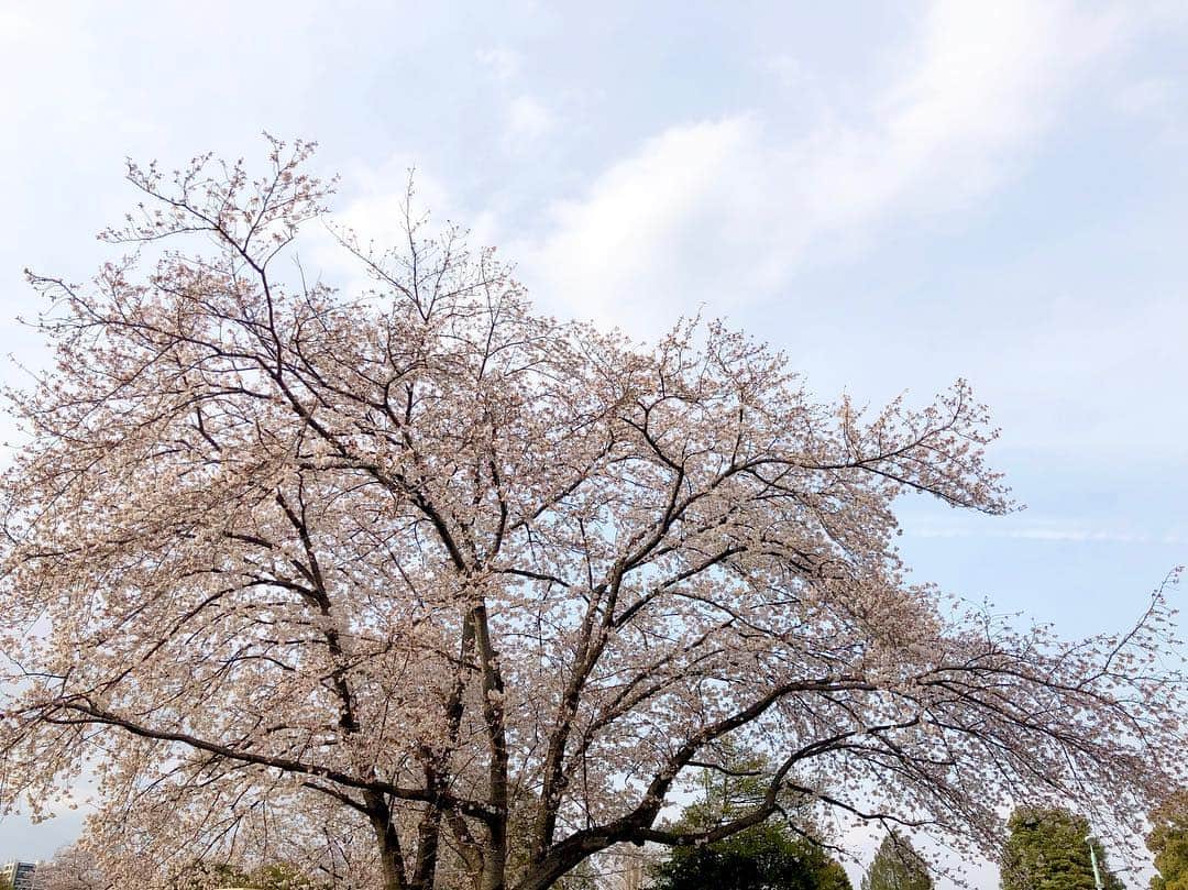 江川清音さんのインスタグラム写真 - (江川清音Instagram)「﻿ 🌸染井霊園🌸﻿ ﻿ 約100本の桜の木があります。ちょうど満開でした✨✨﻿ ﻿ 飛行機雲も見えていました✈️﻿ 高い建物が少ないので、空が広く見えます☀﻿ ﻿ #勝手にさくプロ大使 #桜⁠ ⁠ #染井霊園 #染井吉野 #ソメイヨシノ」3月28日 17時09分 - egawasayane