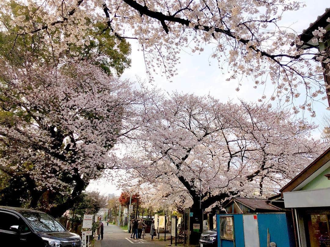 江川清音さんのインスタグラム写真 - (江川清音Instagram)「﻿ 🌸染井霊園🌸﻿ ﻿ 約100本の桜の木があります。ちょうど満開でした✨✨﻿ ﻿ 飛行機雲も見えていました✈️﻿ 高い建物が少ないので、空が広く見えます☀﻿ ﻿ #勝手にさくプロ大使 #桜⁠ ⁠ #染井霊園 #染井吉野 #ソメイヨシノ」3月28日 17時09分 - egawasayane