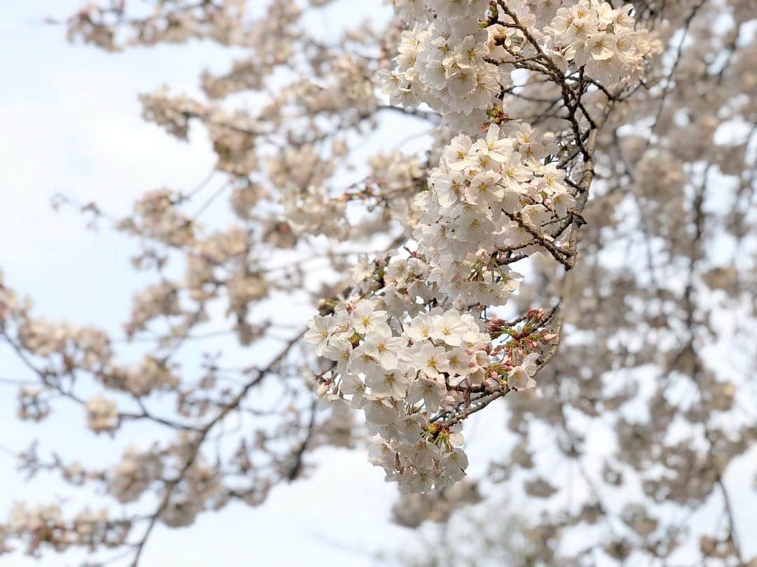 江川清音さんのインスタグラム写真 - (江川清音Instagram)「﻿ 🌸染井霊園🌸﻿ ﻿ 約100本の桜の木があります。ちょうど満開でした✨✨﻿ ﻿ 飛行機雲も見えていました✈️﻿ 高い建物が少ないので、空が広く見えます☀﻿ ﻿ #勝手にさくプロ大使 #桜⁠ ⁠ #染井霊園 #染井吉野 #ソメイヨシノ」3月28日 17時09分 - egawasayane