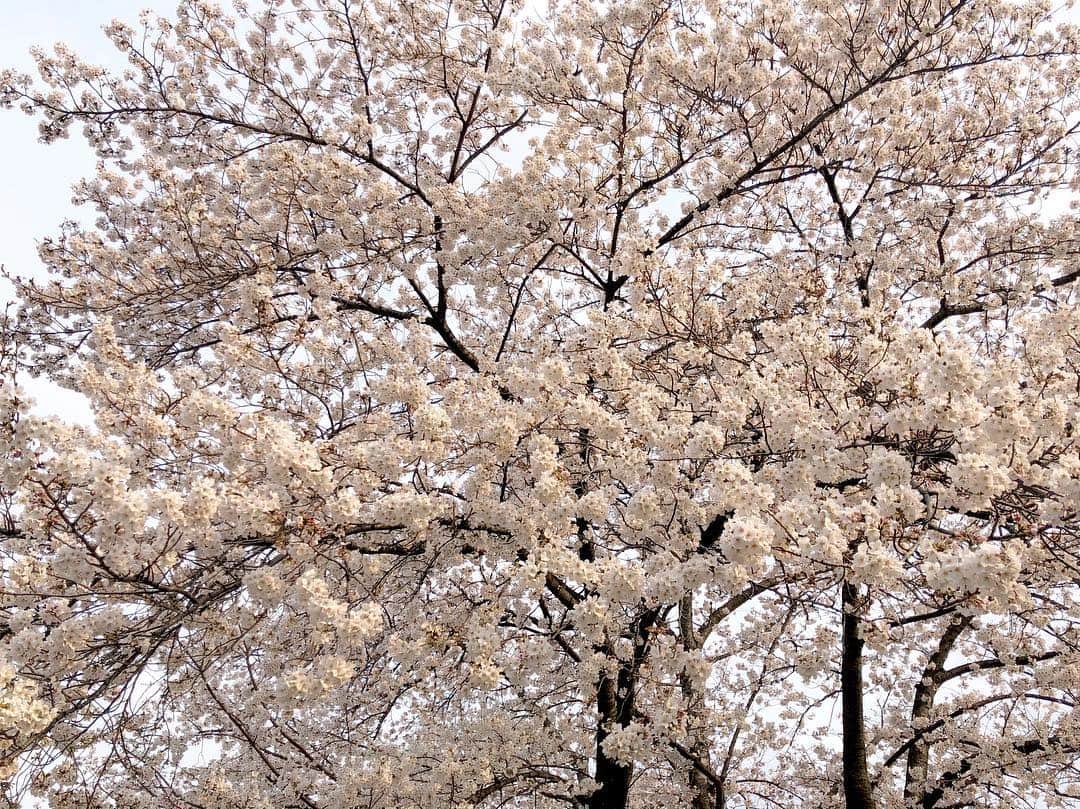 江川清音さんのインスタグラム写真 - (江川清音Instagram)「﻿ 🌸染井霊園🌸﻿ ﻿ 約100本の桜の木があります。ちょうど満開でした✨✨﻿ ﻿ 飛行機雲も見えていました✈️﻿ 高い建物が少ないので、空が広く見えます☀﻿ ﻿ #勝手にさくプロ大使 #桜⁠ ⁠ #染井霊園 #染井吉野 #ソメイヨシノ」3月28日 17時09分 - egawasayane