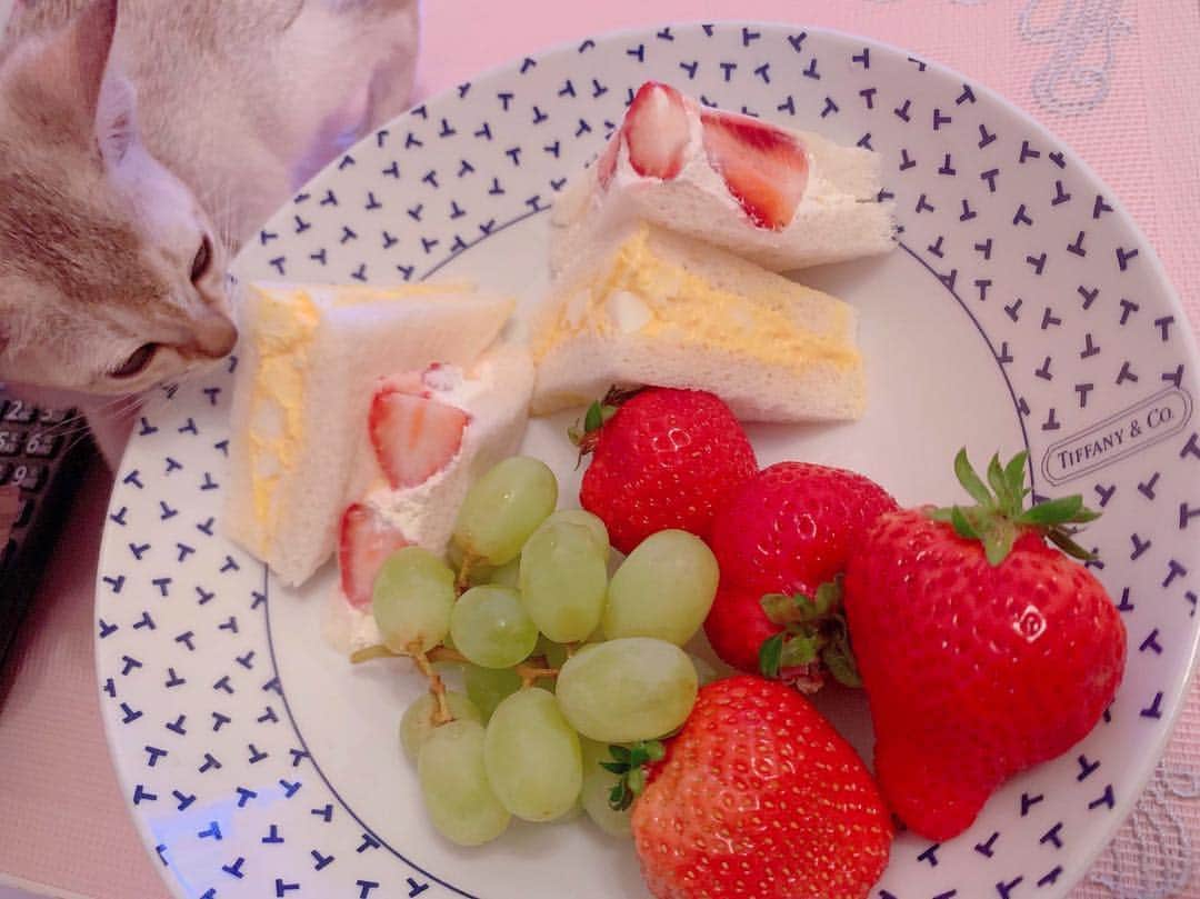 瀬古沢祐希のインスタグラム：「食べちゃだめだよ🐈 #朝ごはん #猫」