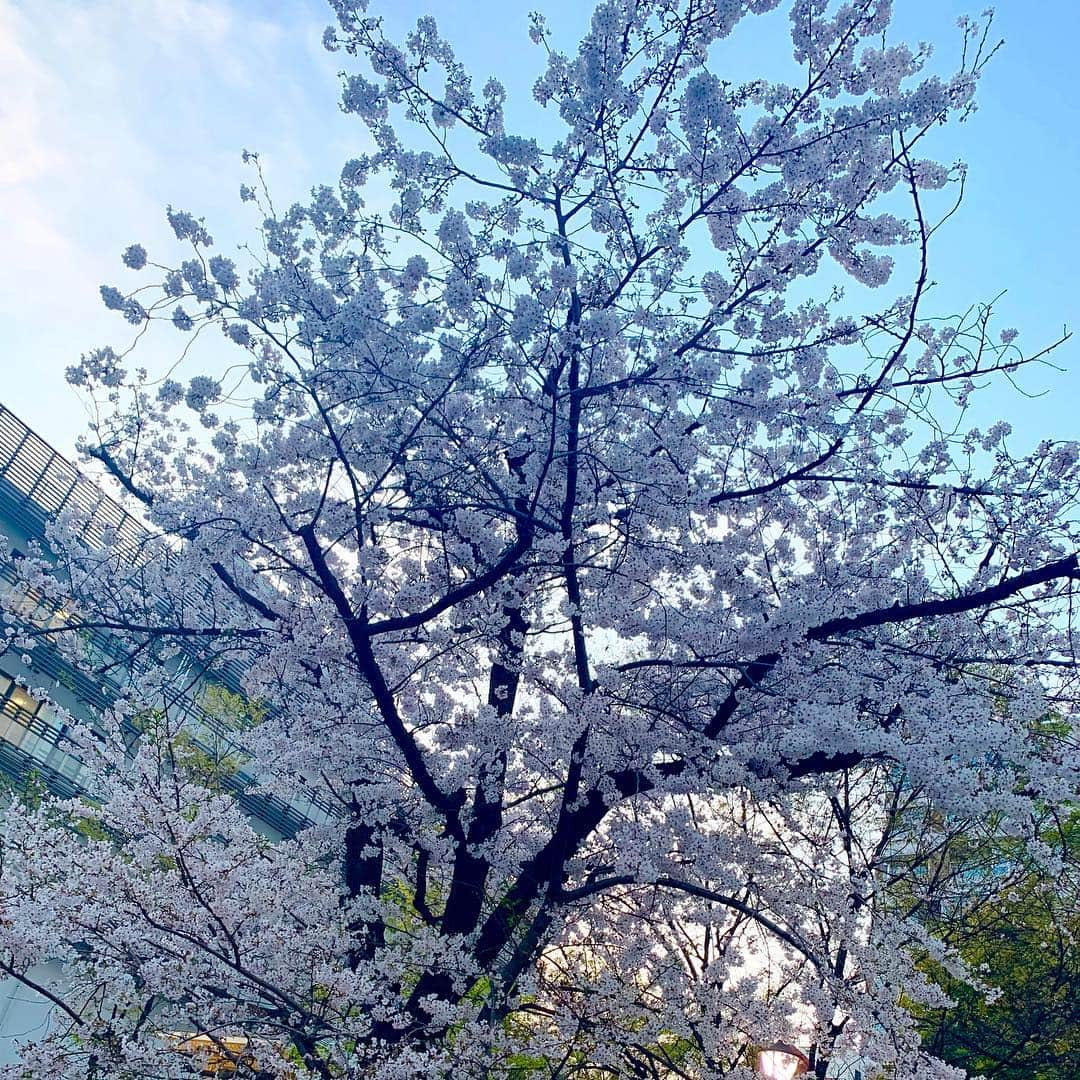 川口満里奈さんのインスタグラム写真 - (川口満里奈Instagram)「. . 桜満開🌸🌸🌸 衣装もすっかり 春らしくなってきました👗. . . . #TRUDEA #ASTORIAODIER #cherryblossom #桜 #花見 #お花見」3月28日 17時27分 - mqrinqkqwqguchi