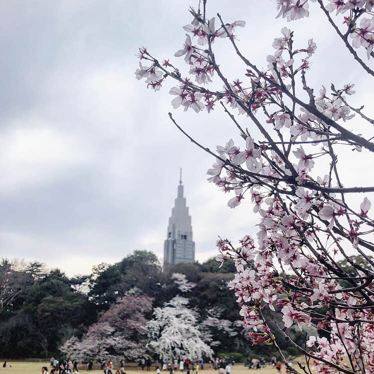 chiyo1173さんのインスタグラム写真 - (chiyo1173Instagram)「#outfitoftheday  お袖が可愛い @damefrank_official のブラウスを着て 2日連続のお花見へ🌸🍡🍵 with @nanapanda517 ・ ・ ・ 昨日、満開宣言が出た東京。 今日は新宿御苑に行きましたが、まさに満開✨✨ どんより曇り空なのが少し残念でしたが、 綺麗な桜をたっぷり楽しみました⑅◡̈* ・ ・ 後ほど、全身コーデもpostさせてくださいね❥❥❥ ・ ・ #damefrank #ダムフランク #新宿御苑#桜#お花見#cherryblossom  #コーデ#コーディネート#outfit#ootd#ootd_kob#mineby3mootd#大人女子#大人女子コーデ#locari#ロカリ#beaustagrammer#ビュースタグラマー#ponte_fashion」3月28日 17時38分 - chiyo1173