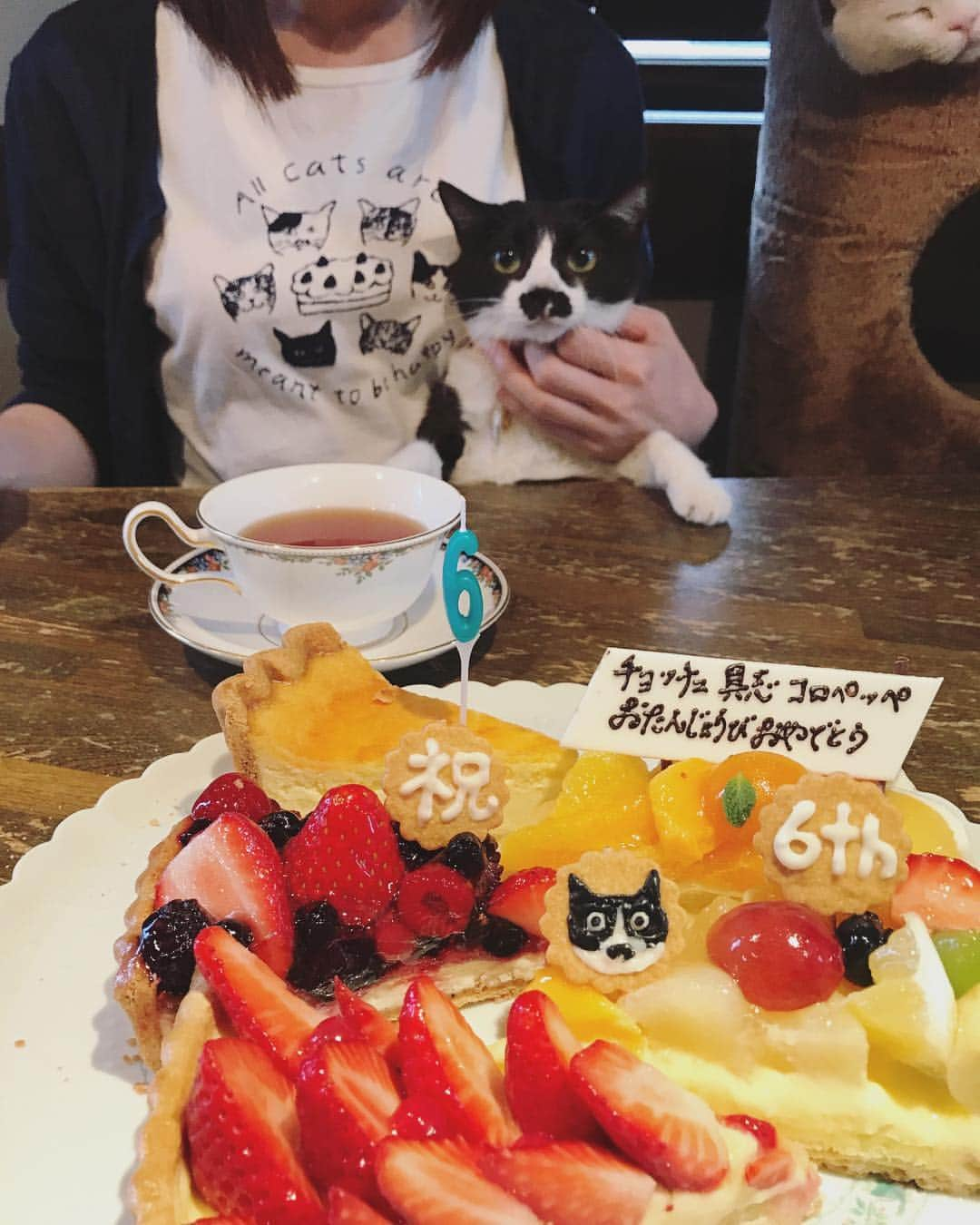 もじゃころさんのインスタグラム写真 - (もじゃころInstagram)「㊗️チョッチュ具志コロペッペ生誕6周年大感謝祭😺🎂🎂🎂 願いはひとつ！ びっくりするくらい元気に長生きしてくれ！！ ▼▼▼ Cakes: #quilfaitbon  T-shirt: #catsnaptime #catsissue #afternoontealiving  #歌が酷すぎてすいません #人間で言うと40歳  #チョッチュ具志コロペッペ  #あいちゃんの膝の上  #誕生日の悪夢  #hbd🎂」3月28日 17時47分 - mojyacoro96