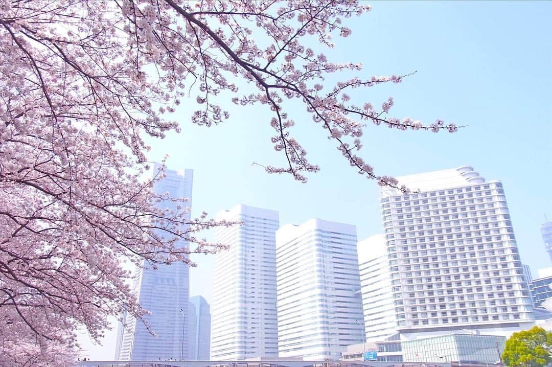 横浜ベイホテル東急［公式］さんのインスタグラム写真 - (横浜ベイホテル東急［公式］Instagram)「/ 桜と海のコントラストを楽しみながら、みなとみらいでお花見はいかがですか？ カップヌードルミュージアムパーク(新港パーク)の桜は見頃を迎えています。 🌸『 #ベイ東急de春さんぽ 』インスタキャンペーン開催中！詳細は @yokohamabayhoteltokyu へ . . #桜 #お花見 #春  #カップヌードルミュージアムパーク  #ベイ東急de春さんぽ  #横浜ベイホテル東急  #横浜 #みなとみらい  #みなとみらい線フォト散歩  #にしまろ探検隊  #sakura #cherryblossom  #flowers #hanami  #yokohama #japan #yokohamabayhoteltokyu  #findyouryokohama  #myyokohama」3月28日 9時13分 - yokohamabayhoteltokyu