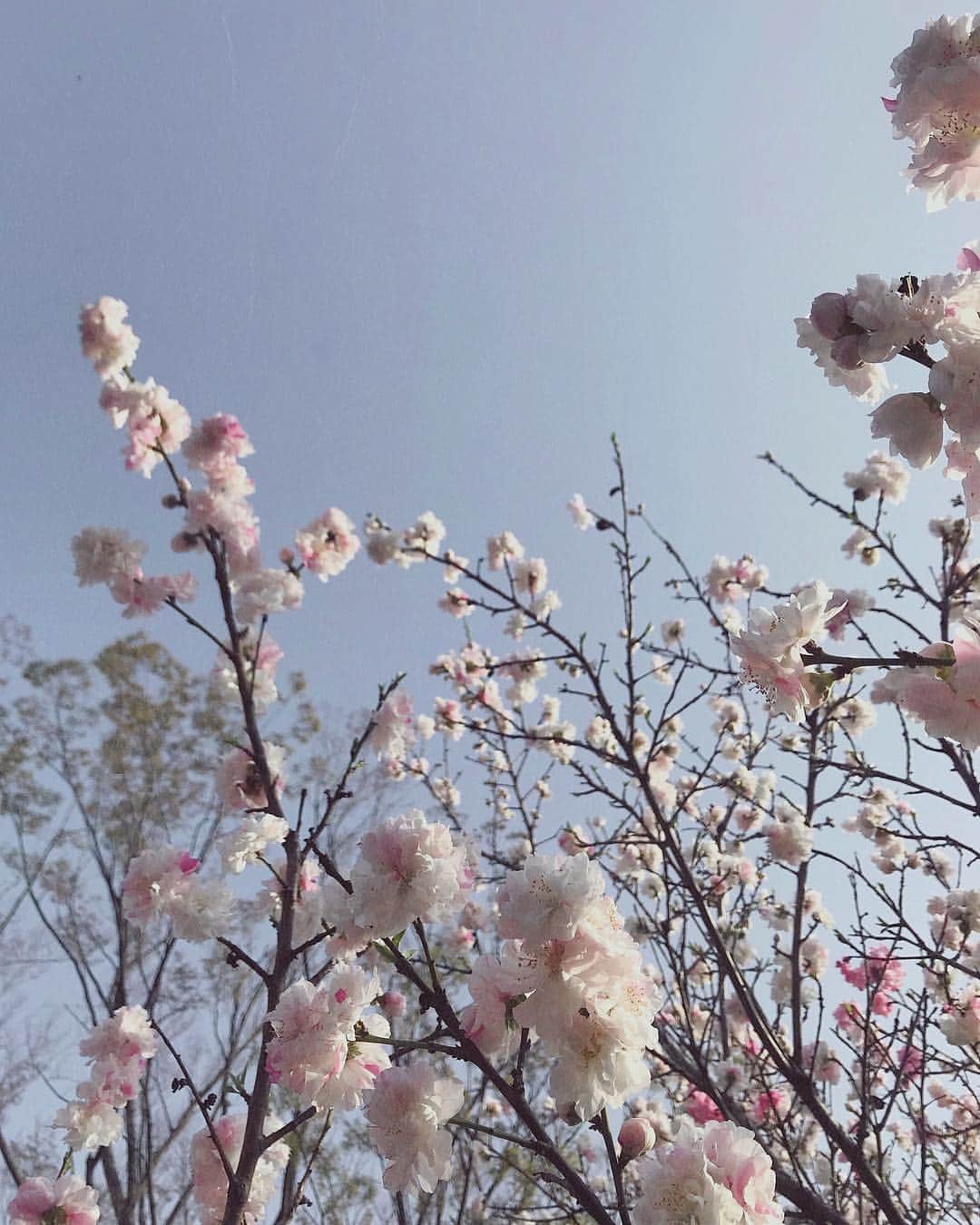 神野風月さんのインスタグラム写真 - (神野風月Instagram)「お知らせ、春の」3月28日 9時07分 - fuuisfuu
