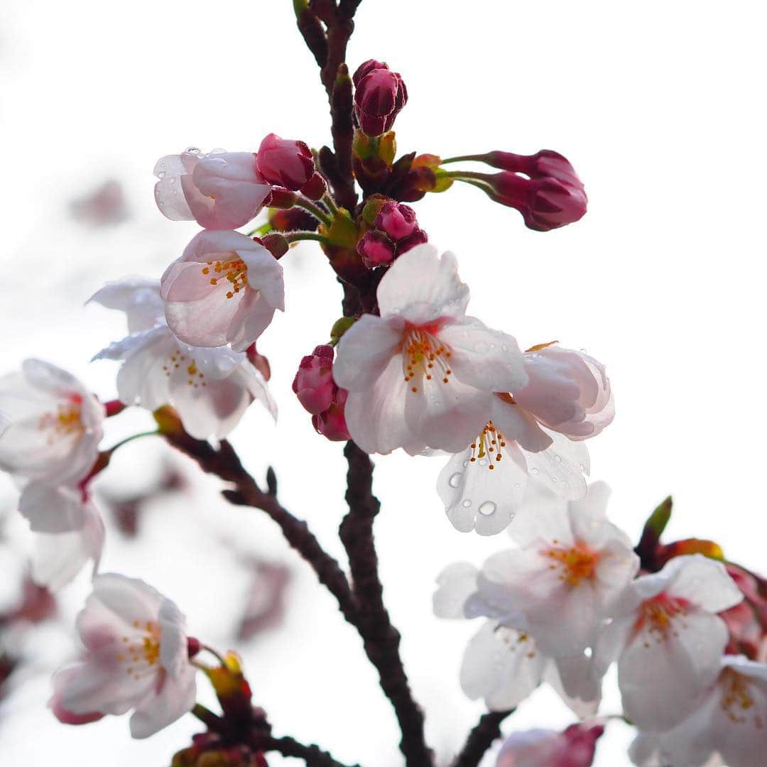 福岡女子短期大学さんのインスタグラム写真 - (福岡女子短期大学Instagram)「@福岡女子短期大学 #福女短2019入学 . おはようございます😊#福女短 (#太宰府)キャンパス内の #桜⁠ ⁠ が咲き始め、淡いピンク色の花がキレイです。 . 今日は4/2（火）の #入学式 に向けて、#オリエンテーション委員 の準備が行われています🎀 . 入学式当日は満開の桜で新入生をお迎えできるのではと期待しています🌟 . #福岡女子短期大学　#福女短　#桜　#太宰府　#キャンパス　#開花宣言　#さくら　#福女短2019桜 #サクラ　#SAKURA　#ソメイヨシノ　#自然 #春 #春が来た #はなまっぷ　#福岡 #fukuokapics #campus #写真好きな人と繋がりたい #art_of_japan_ #japan_daytime_view #love_bestjapan #icu_japan #whim_life #s_shot #bestphoto_japan #ap_japan_ . . ========[ 資料請求 ]======== ． 福岡女子短期大学の資料請求（大学案内・入試要項など）を無料送付中です。お気軽に申し込みください。 . 子ども学科/健康栄養学科 音楽科/文化教養学科 ． 福岡女子短期大学 住所：‪福岡県太宰府市五条四丁目16番1号‬ tel：‪092-922-4034‬（代表）」3月28日 9時09分 - fukuoka_wjc