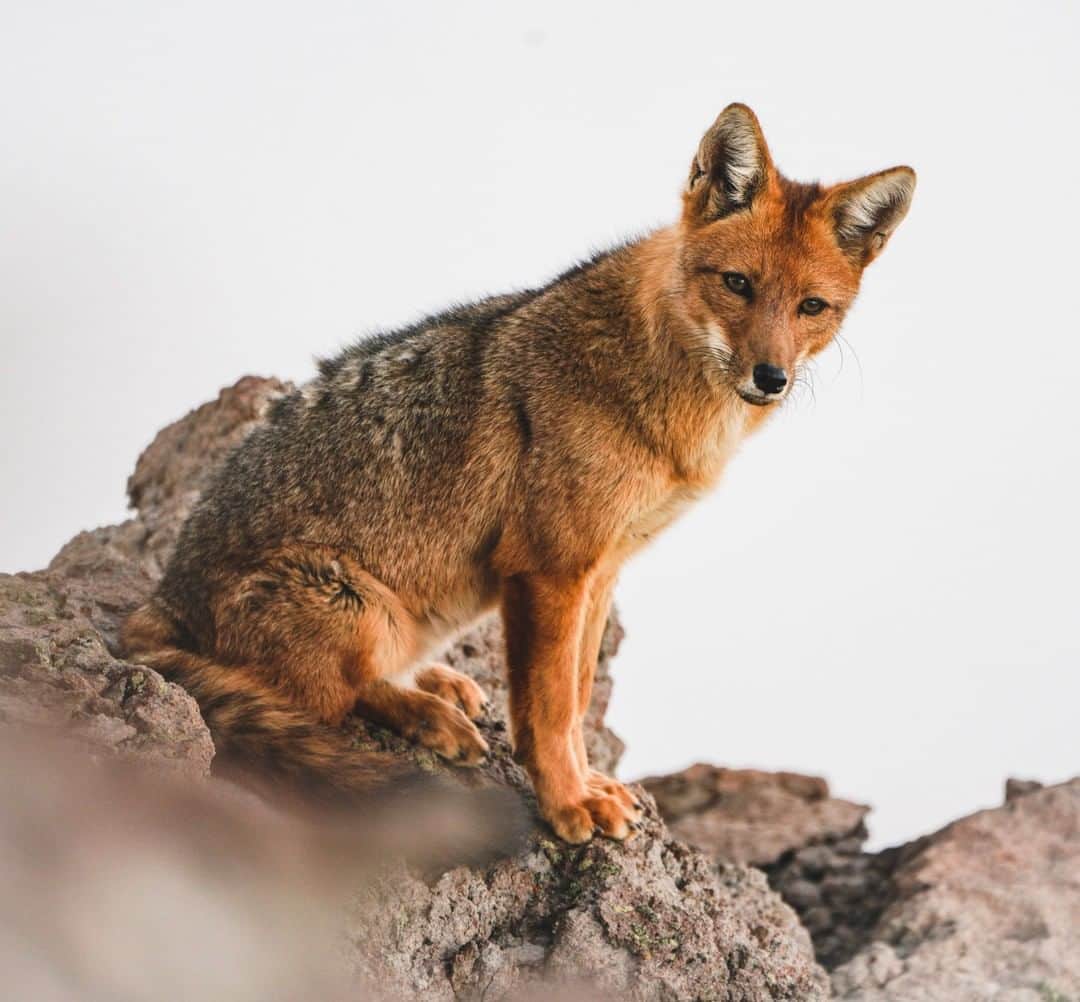 のインスタグラム：「Photo by renan_ozturk | A lone roaming culpeo, or Andean, fox inspects our production team at 11,000 feet above Santiago, Chile. As with most wild encounters, we were left with respect and reverence for this carnivore existing with grace in what seemed like a desolate landscape. Check out @renan_ozturk for more imagery from this encounter.」