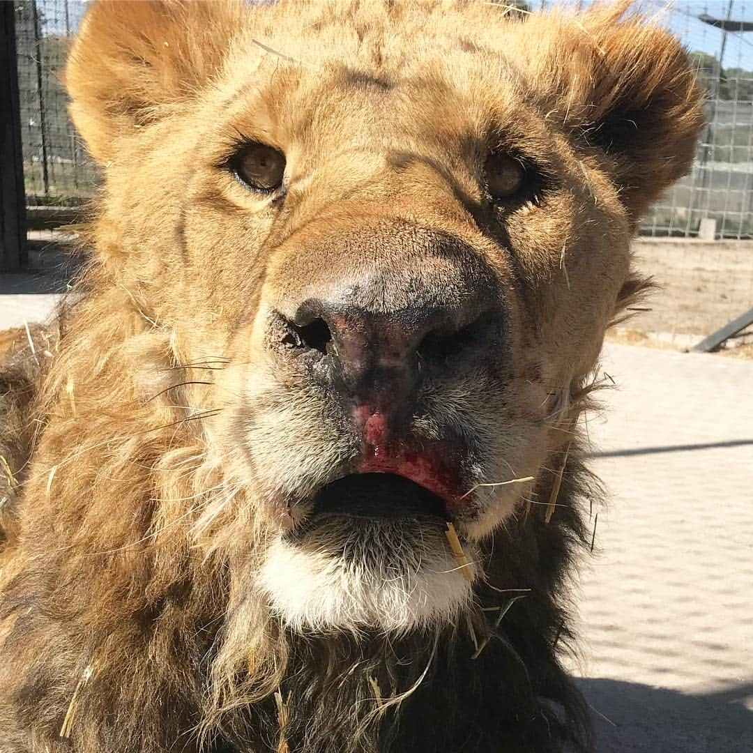 Black Jaguar-White Tiger さんのインスタグラム写真 - (Black Jaguar-White Tiger Instagram)「Hectorito is looking fantastic as you can see. He’s almost not swollen at all. Don’t pay attention to the red scratch, in a couple of weeks it’ll be perfect. He ate 6 Chickens today (His normal portion). Scroll to see him eat :) Hectorito amaneció increíble. Casi completamente desinflamado y comiendo perfecto. Ese raspón en el labio sanara en unas semanas :) #ThinkBlue #BabyHectorBJWT #AyrtonsPrideBJWT #SaveLions #ThinkBlue」3月28日 9時29分 - blackjaguarwhitetiger