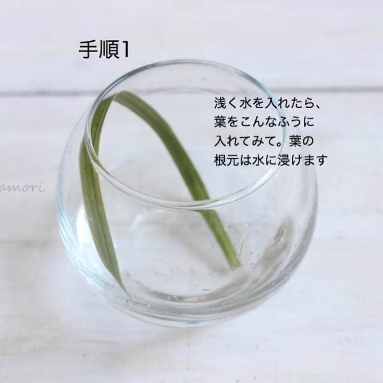 雑誌『花時間』さんのインスタグラム写真 - (雑誌『花時間』Instagram)「おはようございます。「リリオペ」というグリーンを知っていますか？  このアレンジに使った細長〜い葉っぱがそれ。見つけたら、ガラスの丸い器で花手毬を作ってみませんか？  手順は、2枚め以降のpicを見て。注意することと言えば…葉が折れないようにすることと、葉の根元を水に浸けることくらい？  好きなお花で手毬を作ってみましょう。桜🌸の小枝でもかわいいかな？  本日の話題は川守由利子さんの「プチプラ花コーデ」より。ちなみに…この器はキャンドゥで買える100円花器です😵  では、本日も元気smile😊😊😊で頑張りましょう！  by ピーターパン  花 @bouquetdoux_flower  #hana #flower #flowers #flowerslovers #flowerstagram #flowerarrangement #花時間 #花時間2019 #花好き #花藝 #花好きな人と繋がりたい #花が好きな人と繋がりたい #花のある生活 #花のある暮らし #プチプラ #プチプラ花コーデ #リリオペ #ムスカリ #grapehyacinth  #日々の花 #小さなアレンジ #てのり #botanicallife #花屋さんへ行こう」3月28日 10時02分 - hanajikan_magazine