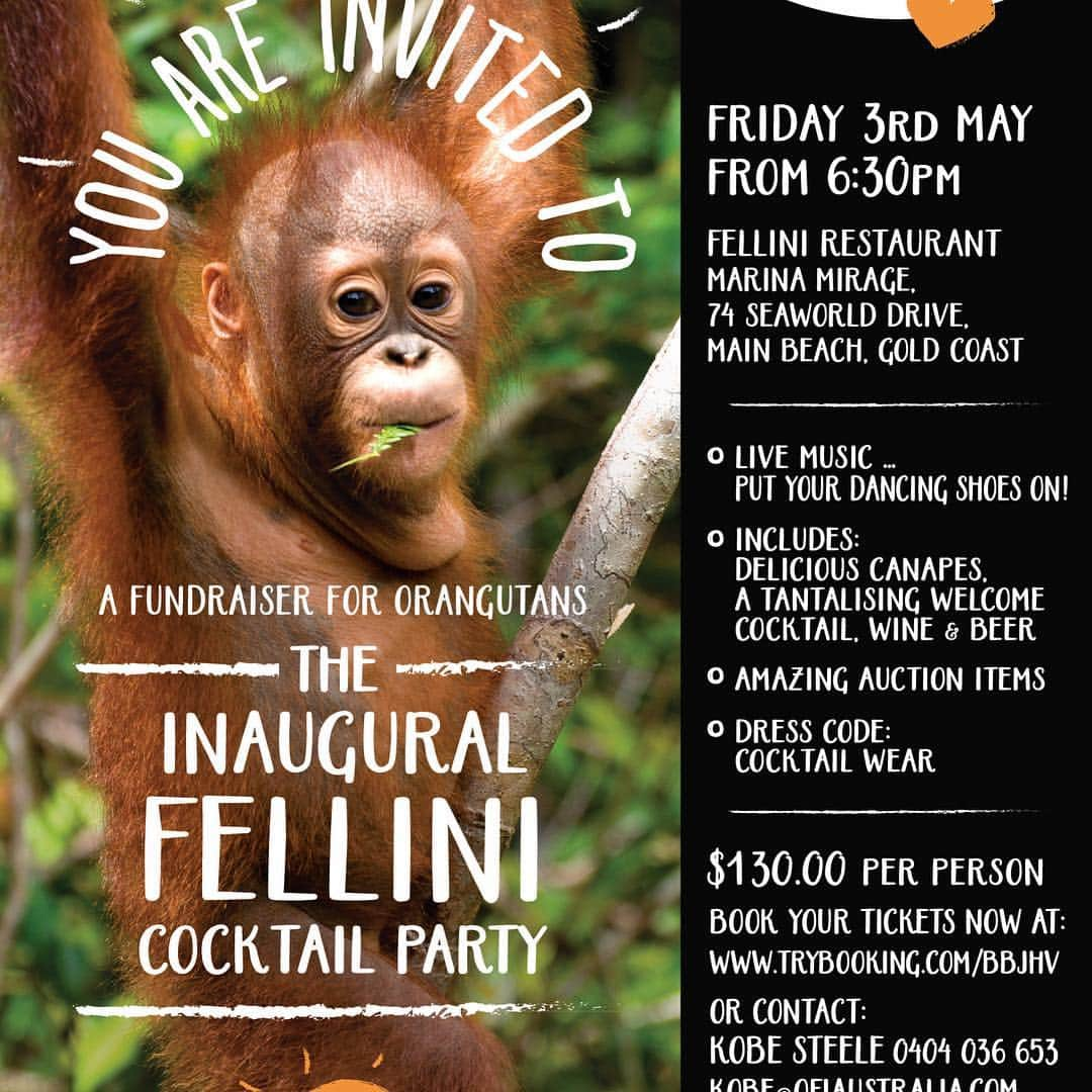 OFI Australiaさんのインスタグラム写真 - (OFI AustraliaInstagram)「To all our friends on the Gold Coast and beyond .... please come to The Inaugural Fellini Cocktail Party Fundraiser for Orangutans ... and please share this event with all your friends. It's going to be fantastic night! To be held at the prestigious, award winning Ristorante Fellini on the waterfront at Marina Mirage, Gold Coast. With delicious canapés/finger food , a tantalising welcome cocktail, wine & beer. Live music ... bring your dancing shoes! Amazing auction items. Dress code: cocktail wear.  Tickets now on sale. The booking site’s link is in our bio.  We SO hope to see you there! ____________________________________ 🐒 OFIA Founder: Kobe Steele 💌 kobe@ofiaustralia.com | OFIA Patron and Ambassador: @drbirute @orangutanfoundationintl | OFIA Volunteer: Clare @clarelh89 |  www.orangutanfoundation.org.au 🐒  #orangutan #orphan #rescue #rehabilitate #release #BornToBeWild #Borneo #Indonesia #CampLeakey #orangutans #savetheorangutans #sayNOtopalmoil #palmoil #deforestation #destruction #rainforest #instagood #photooftheday #environment #nature #instanature #endangeredspecies #criticallyendangered #wildlife #orangutanfoundationintl #ofi #drbirute #ofi_australia #ofia #FosterAnOrangutanToday」3月28日 10時14分 - ofi_australia