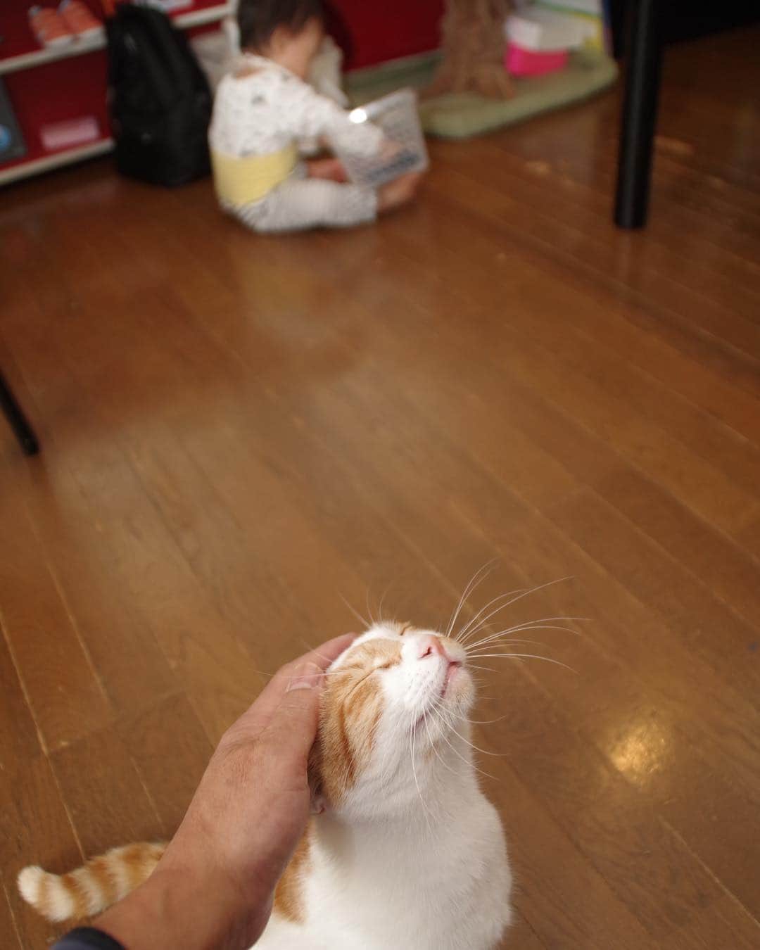 Kachimo Yoshimatsuさんのインスタグラム写真 - (Kachimo YoshimatsuInstagram)「猫と孫 Cat(Oinari-chan) & Kana(My Granddaughter) #uchinonekora #oinari #kana #孫 #neko #cat #catstagram #kachimo #猫 #ねこ #うちの猫ら http://kachimo.exblog.jp」3月28日 10時15分 - kachimo