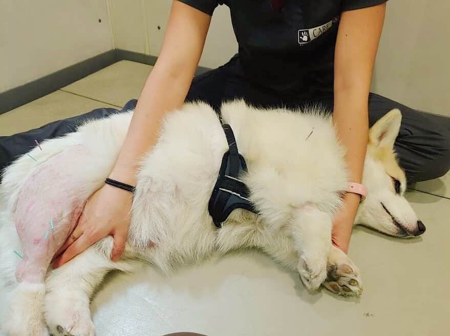 Winston the White Corgiのインスタグラム：「First day of rehab ✔️ Dr. Welsh examined me and found that I have some back and neck pain (what can I say, I’m built like a loaf), in addition to sore knees due to the ACL tears. Of course I was the perfect little patient during acupuncture and physical therapy. Thanks to the lovely team at @calanimalrehab for taking such great care of me! #winstonsroadtofetch」