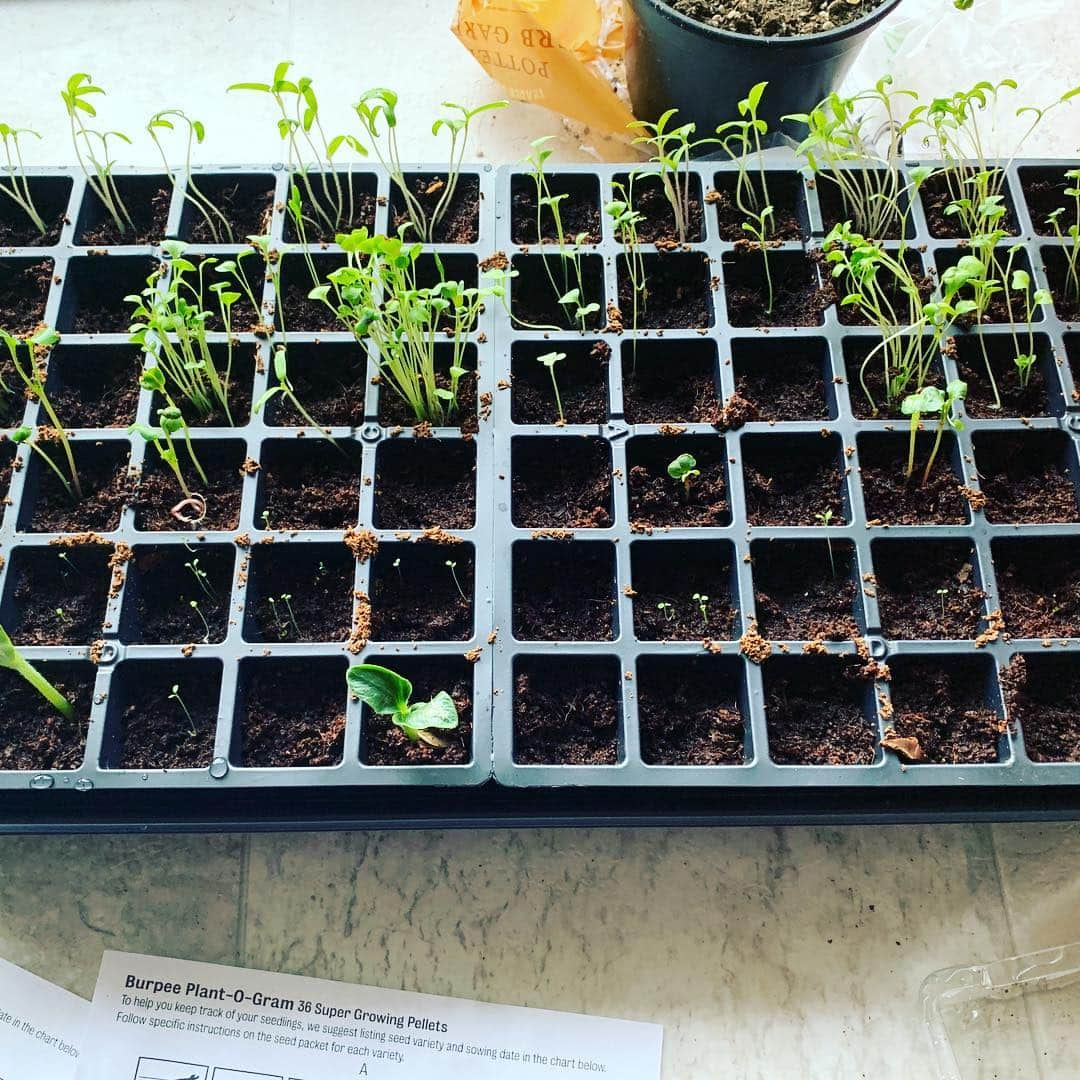 Kishi Bashiさんのインスタグラム写真 - (Kishi BashiInstagram)「Goodbye Bozeman 😭 made some serious progress on the @Omoiyari_songfilm movie and solid a haircut but my little seedlings need some tender care 🌱 for successful summer salads 🥗」3月28日 10時10分 - kishi_bashi