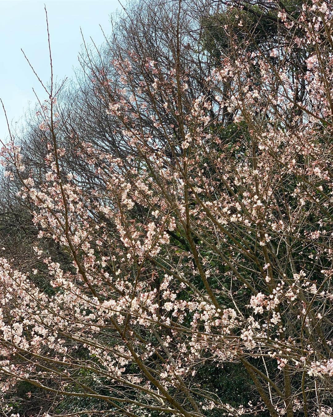 村上沙織さんのインスタグラム写真 - (村上沙織Instagram)「咲き始めていた桜🌸🍑♥️ ・ #桜#sakura」3月28日 10時11分 - rosysaorimonster