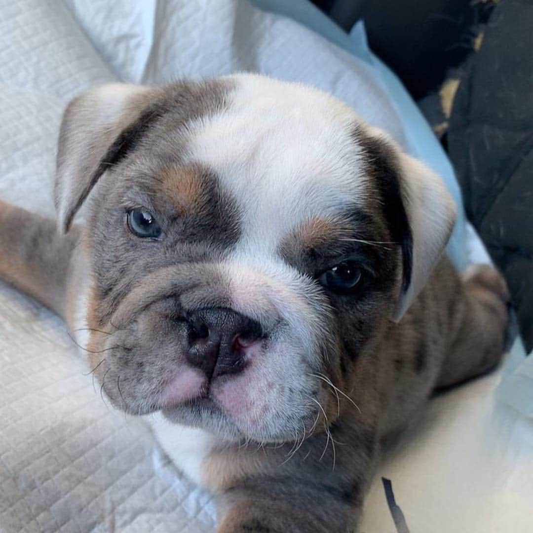 Bodhi & Butters & Bubbahさんのインスタグラム写真 - (Bodhi & Butters & BubbahInstagram)「#look 👀 #listen 👂 this #beautiful  baby was recently rescued thanks to @wagsandwalks and @roadogs 🎉 thank god he is in such capable hands!  But it’s always a long road for these #amazing special needs #puppies.  He’s going to need the support of this incredible #bulldog community 💗💗💗 please donate to these organizations or share their cause with others 🥰 also HE NEEDS A NAME!!! So head on over to @roadogs to help name him 🐶 . . . #responsible #dog #ownership #is #sexy #adoptdontshop」3月28日 10時12分 - keonistuff