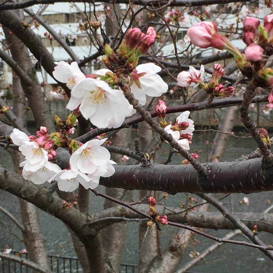 牧野誠三さんのインスタグラム写真 - (牧野誠三Instagram)「まだまだですが、スピードアップで春へ桜咲く🌸🌸🌸ytv 前です。 来年から、この桜は目の当たりにする事はなくなるのですねぇ。 秋には、新居のytv です。 #ytv アナウンサー  #ytv  #牧野  #桜  #春」3月28日 10時16分 - makino_seizo_freeter