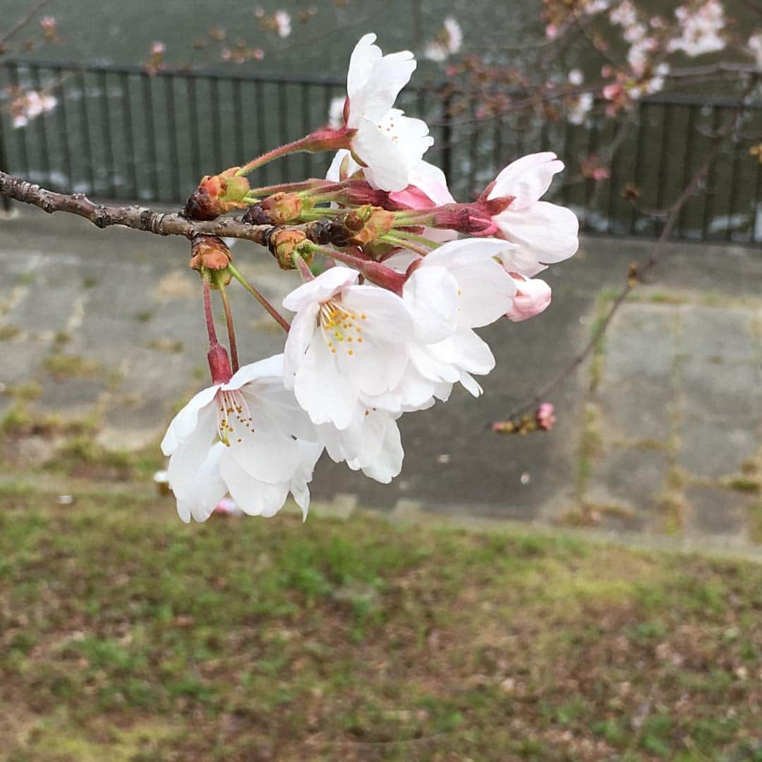 牧野誠三さんのインスタグラム写真 - (牧野誠三Instagram)「まだまだですが、スピードアップで春へ桜咲く🌸🌸🌸ytv 前です。 来年から、この桜は目の当たりにする事はなくなるのですねぇ。 秋には、新居のytv です。 #ytv アナウンサー  #ytv  #牧野  #桜  #春」3月28日 10時16分 - makino_seizo_freeter