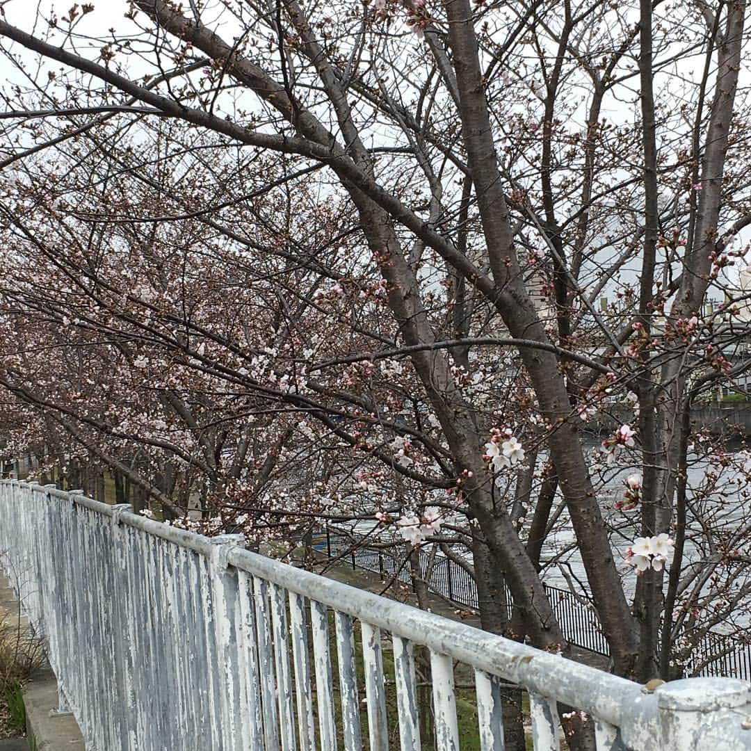 牧野誠三さんのインスタグラム写真 - (牧野誠三Instagram)「まだまだですが、スピードアップで春へ桜咲く🌸🌸🌸ytv 前です。 来年から、この桜は目の当たりにする事はなくなるのですねぇ。 秋には、新居のytv です。 #ytv アナウンサー  #ytv  #牧野  #桜  #春」3月28日 10時16分 - makino_seizo_freeter