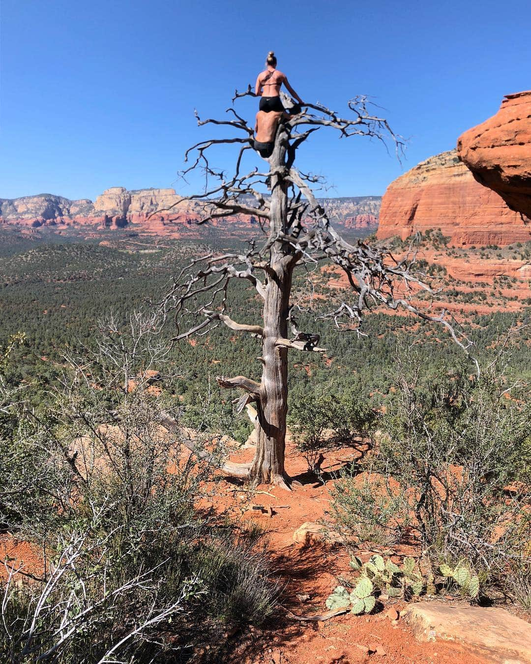 イモージェン・ケアンズさんのインスタグラム写真 - (イモージェン・ケアンズInstagram)「//Tree lovers Tree huggers// 🏜☝️👀#sedona #sedonadesert #devilsbridge #sedonahiking #sedonaescape #desert」3月28日 10時17分 - imogencairns