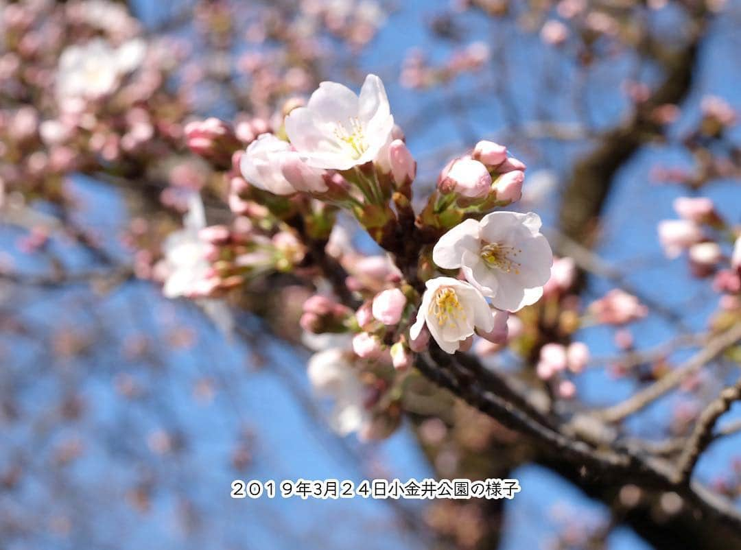 Shishi-maruさんのインスタグラム写真 - (Shishi-maruInstagram)「今週末の「小金井桜まつり」に、てくてく市が出展。ししまるの主人はUNI-IKAとぢて、おすすめ作家の作品とオリジナルグッズの販売、HACOBEさんと共同でワークショップを開催予定。会場の都立小金井公園は小金井桜と江戸東京たてもの園がお勧めです。是非ご来場下さい。 3月30日(土)～31日(日)　10～20時（夜桜ライトアップ有）」3月28日 10時37分 - emonemon