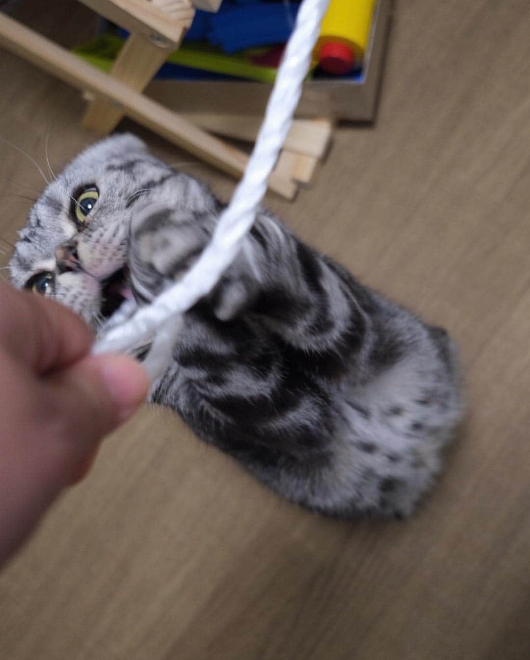 Shishi-maruさんのインスタグラム写真 - (Shishi-maruInstagram)「🐱Playing of 3 am. 🐱4時ごろのひも遊び。 3時から4時ごろになると、ひも遊びしたい猫に変身します。 ーーーーーーーーーーー 📕「ぷっちねこ。」単行本発売中 📗「3匹のちいさな猫を召喚できたなら」 📘「ちいさな猫を召喚できたなら」重版出来 ーーーーーーーーーーー ⭐︎ねこ漫画を描いています→@tacos_cat 🐱公式→@chiisanacat 🌺Twitter →@taco_emonemon ーーーーーーーーーーー」3月28日 10時43分 - emonemon