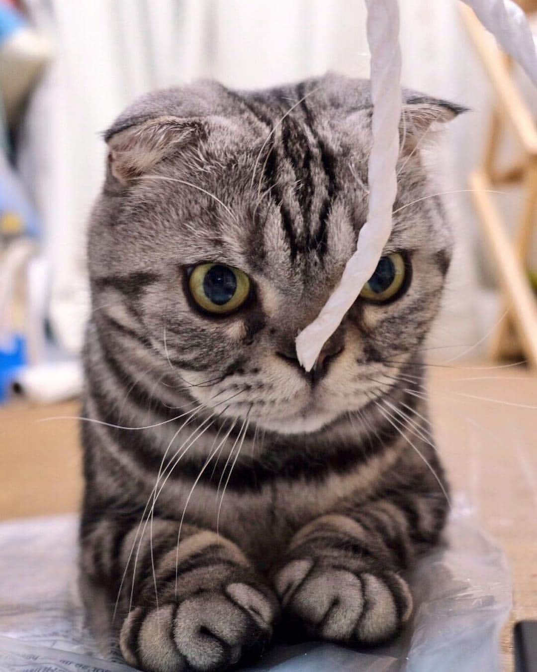 Shishi-maruのインスタグラム：「🐱Playing of 3 am. 🐱4時ごろのひも遊び。 3時から4時ごろになると、ひも遊びしたい猫に変身します。 ーーーーーーーーーーー 📕「ぷっちねこ。」単行本発売中 📗「3匹のちいさな猫を召喚できたなら」 📘「ちいさな猫を召喚できたなら」重版出来 ーーーーーーーーーーー ⭐︎ねこ漫画を描いています→@tacos_cat 🐱公式→@chiisanacat 🌺Twitter →@taco_emonemon ーーーーーーーーーーー」